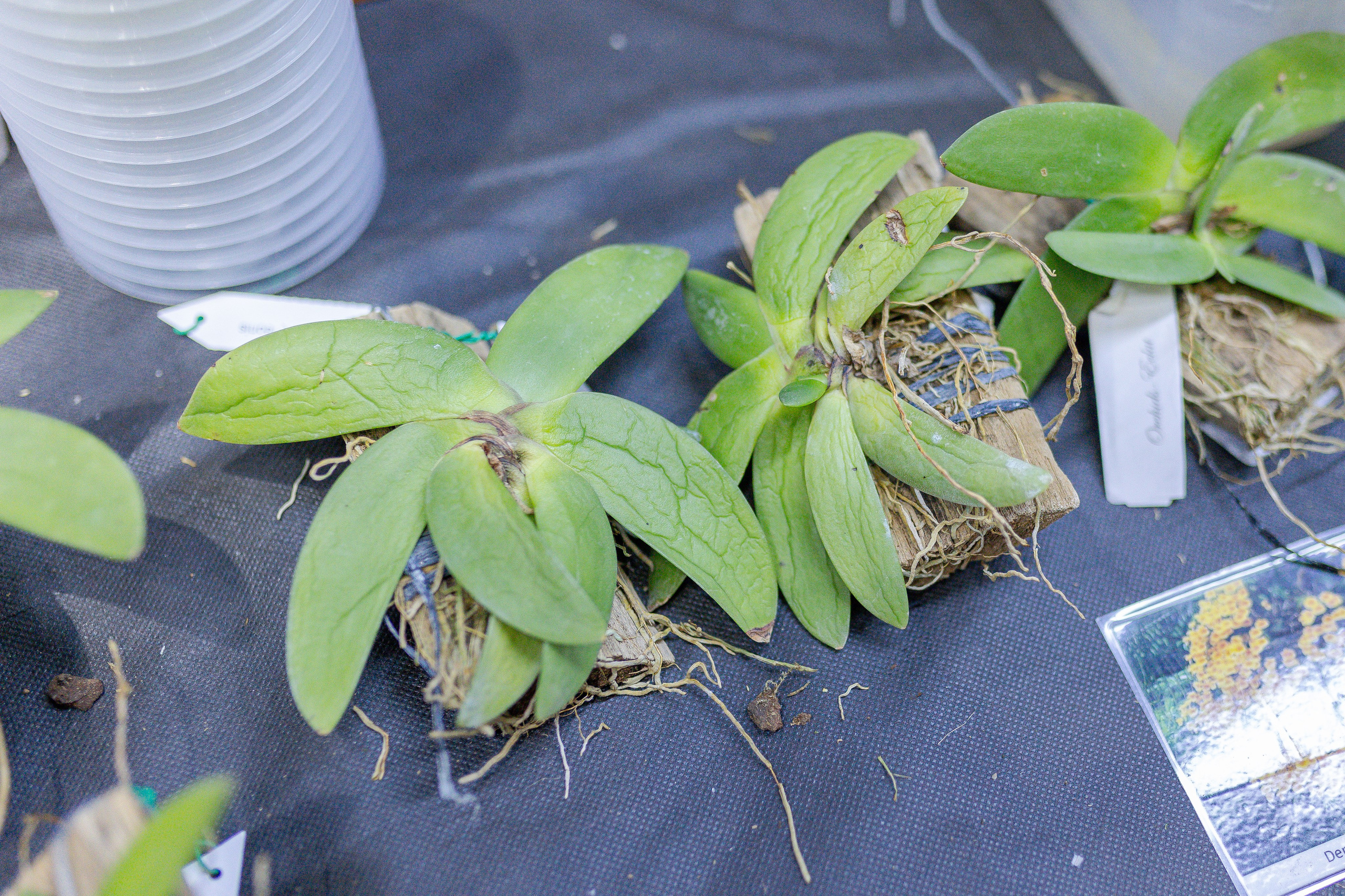 Орхидиум 12.2025. Александра Куликова фотограф, Москва