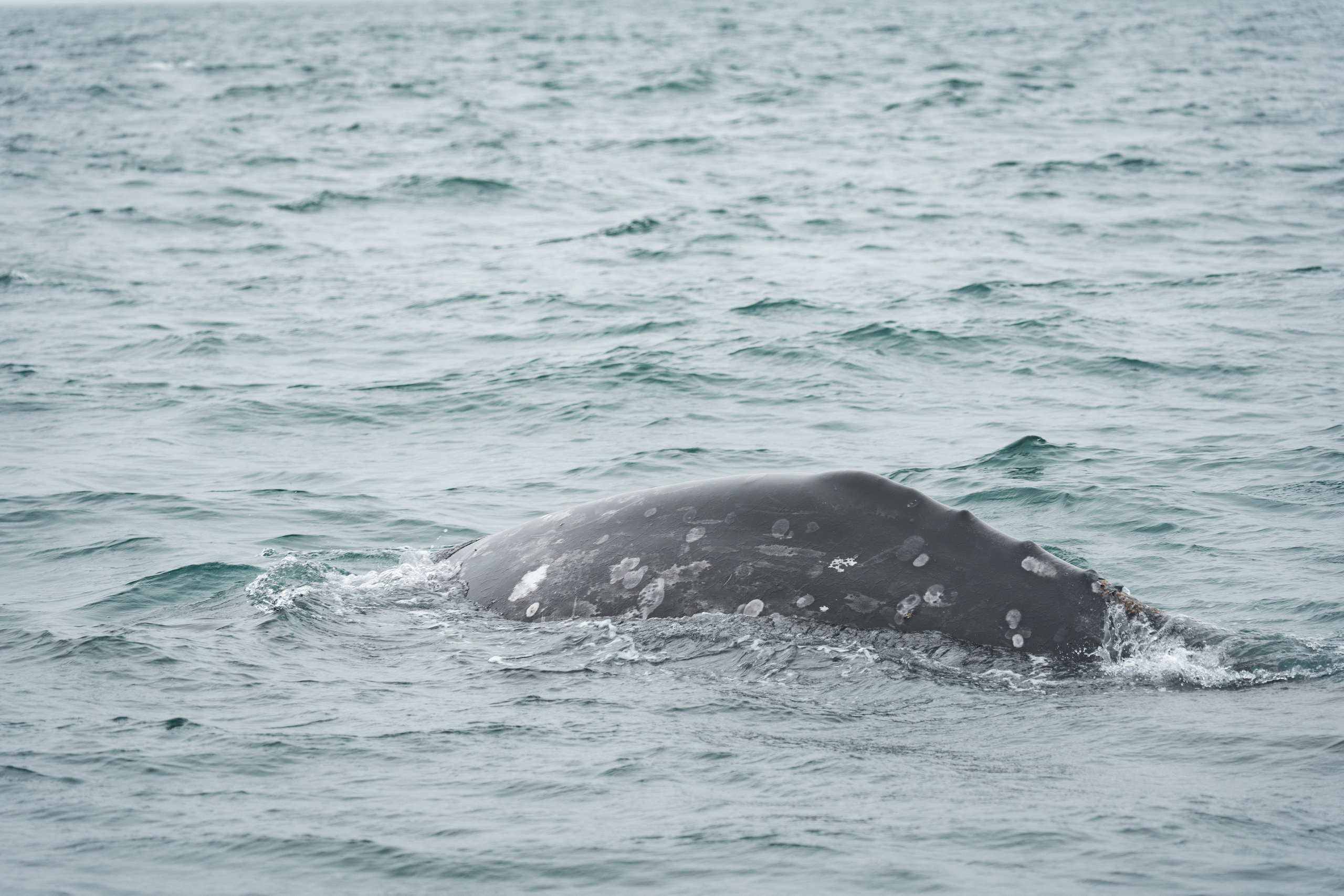 Чукотка. Gusarov Travel Photography