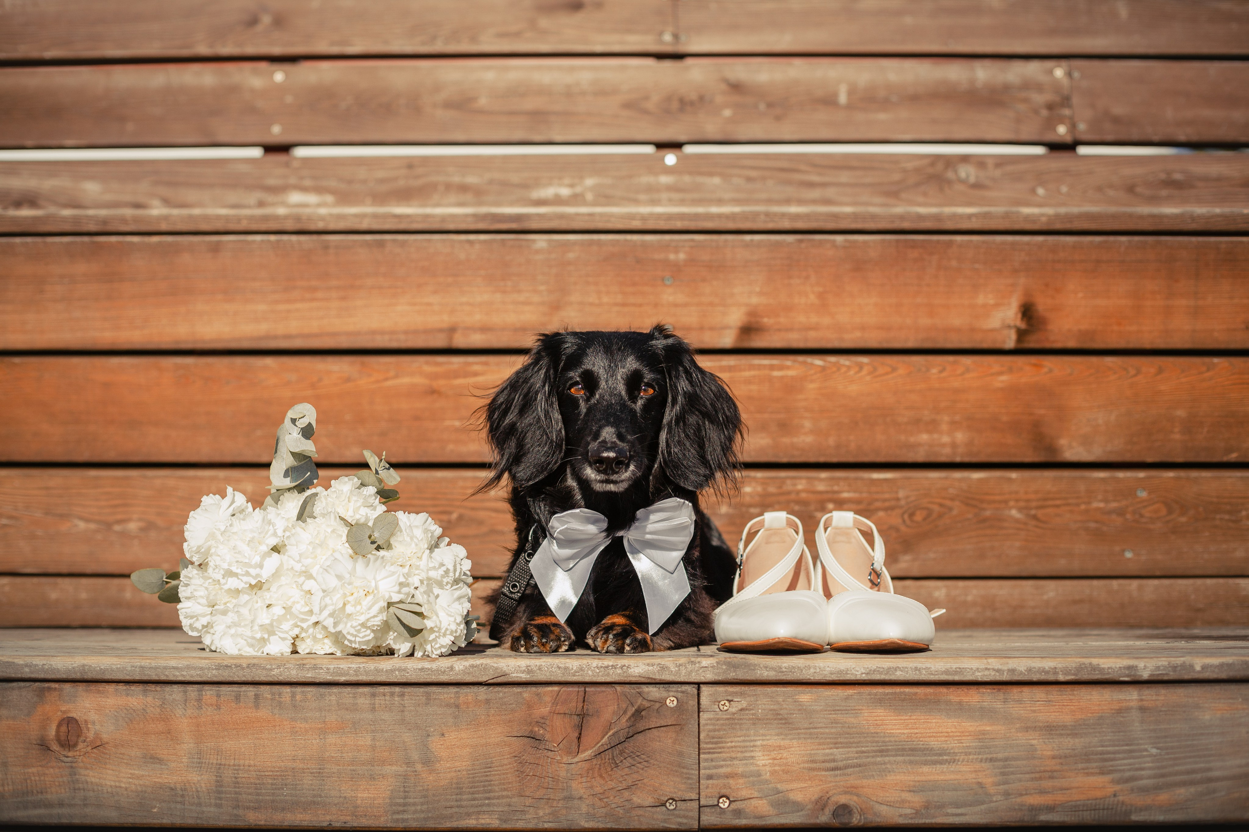 Фотограф-анималист Татьяна Степанова