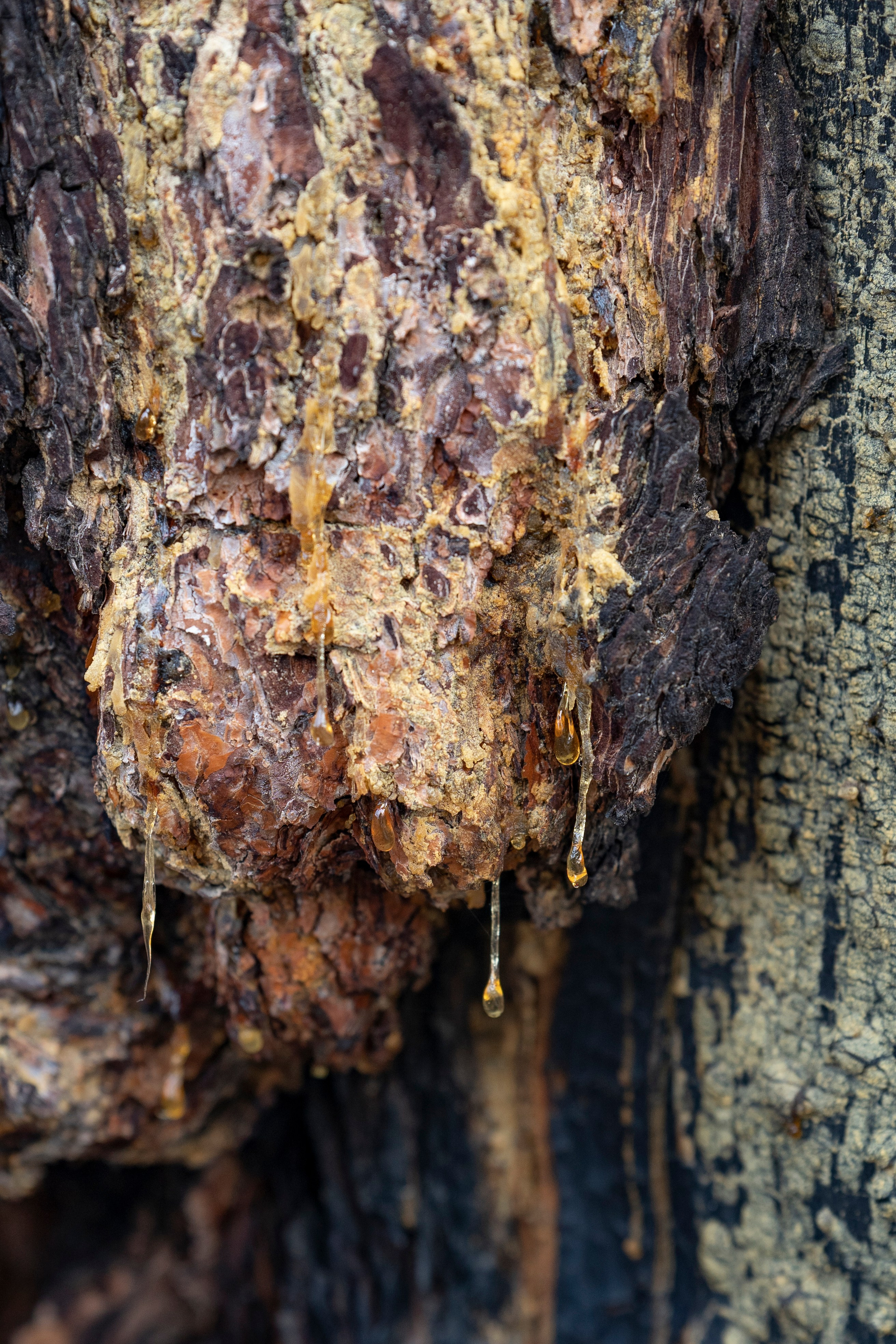 Дерево на Ольхоне