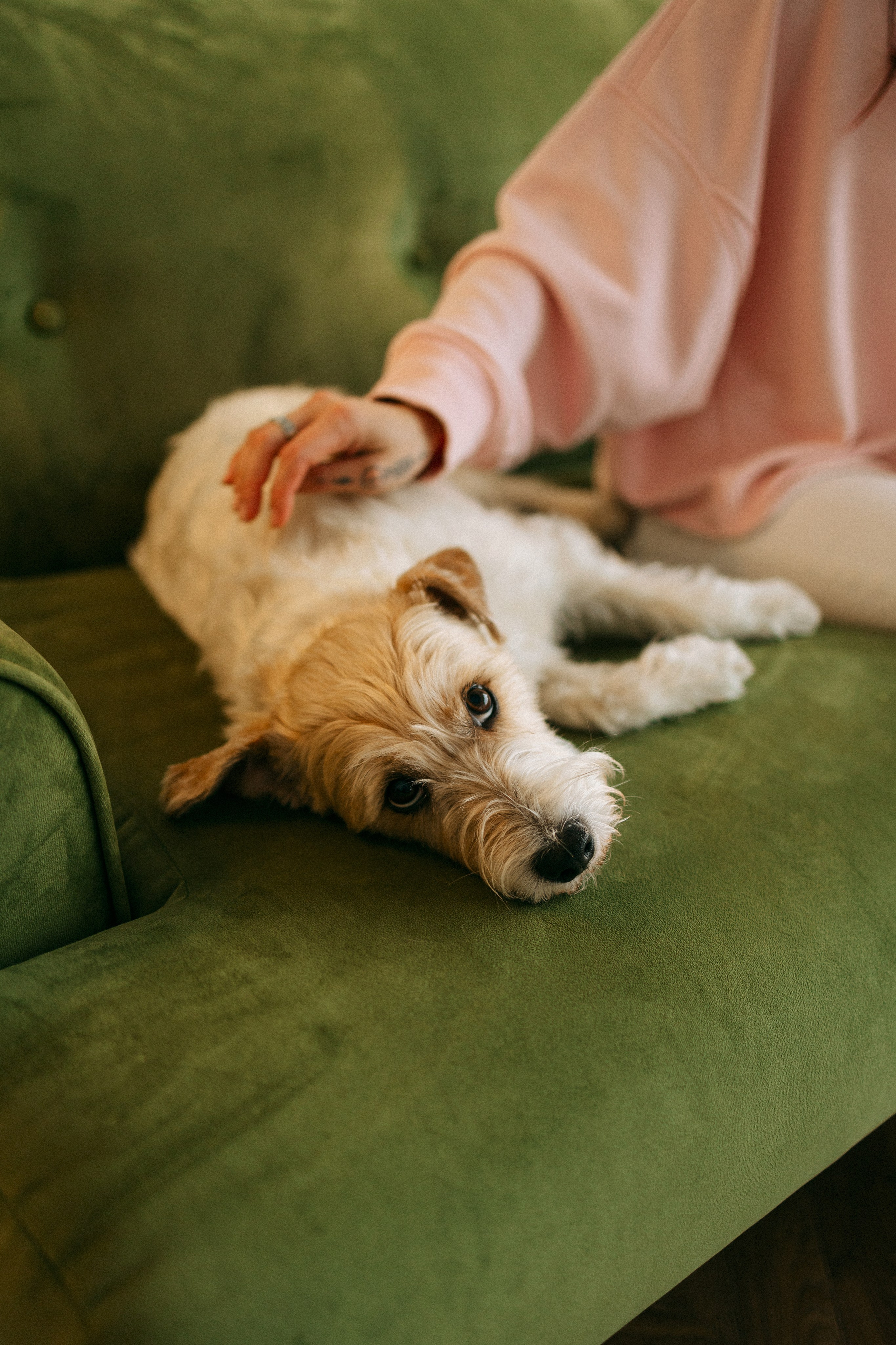 Цунами, Теон и Женя. Фотограф анималист Анастасия Пикей