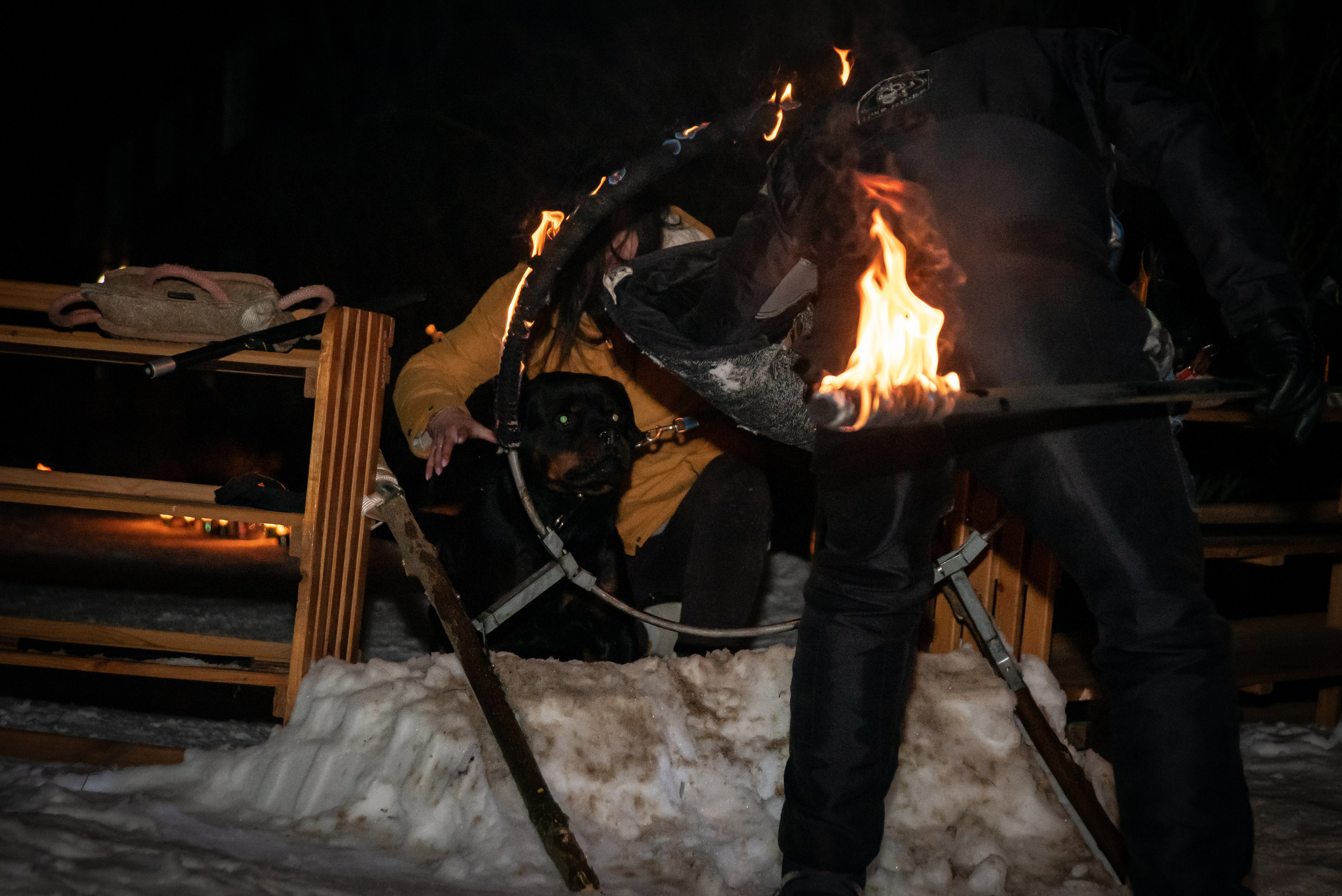 Фотосъёмка с собаками в Кинологическом лагере. Фотограф Макс Огурцов в Нижнем Новгороде