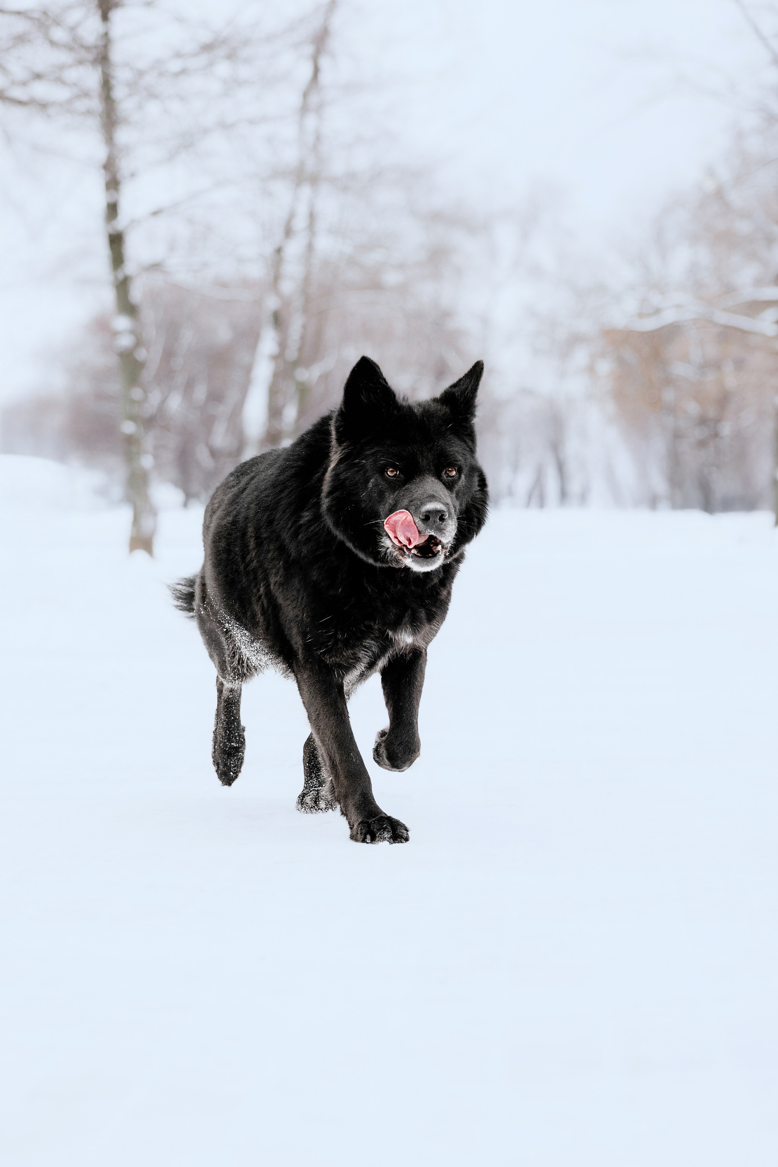 Собаки из приюта Дубовая роща зима. Фотограф-анималист Татьяна Степанова