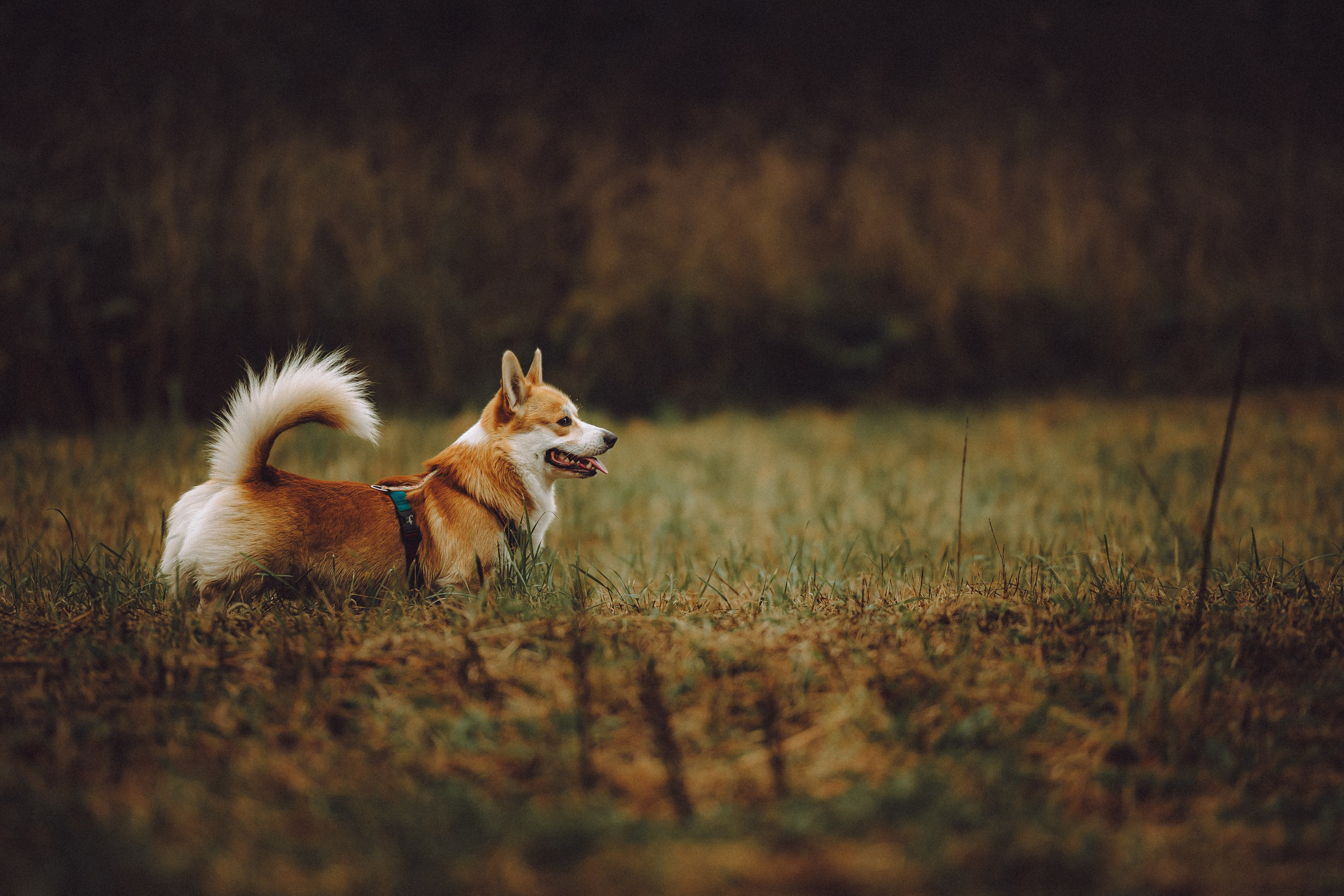 Вирджик и его семья