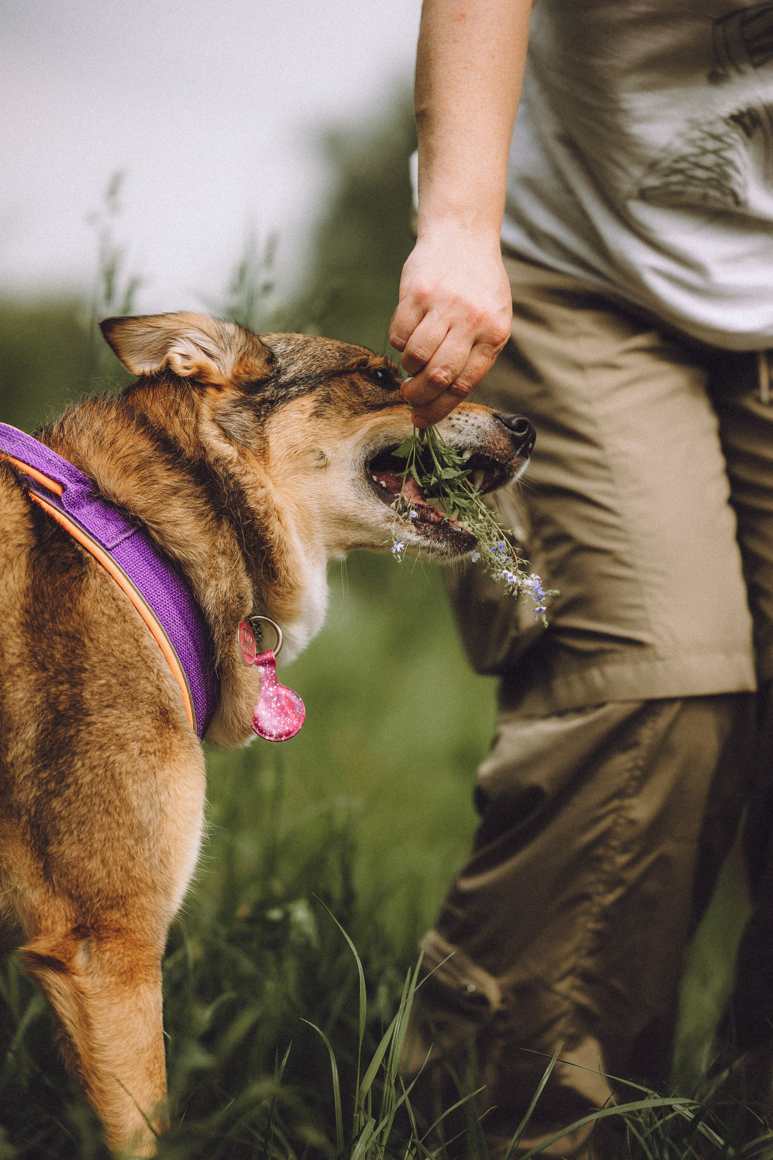 Груша, Данни, Фунтик и их семья
