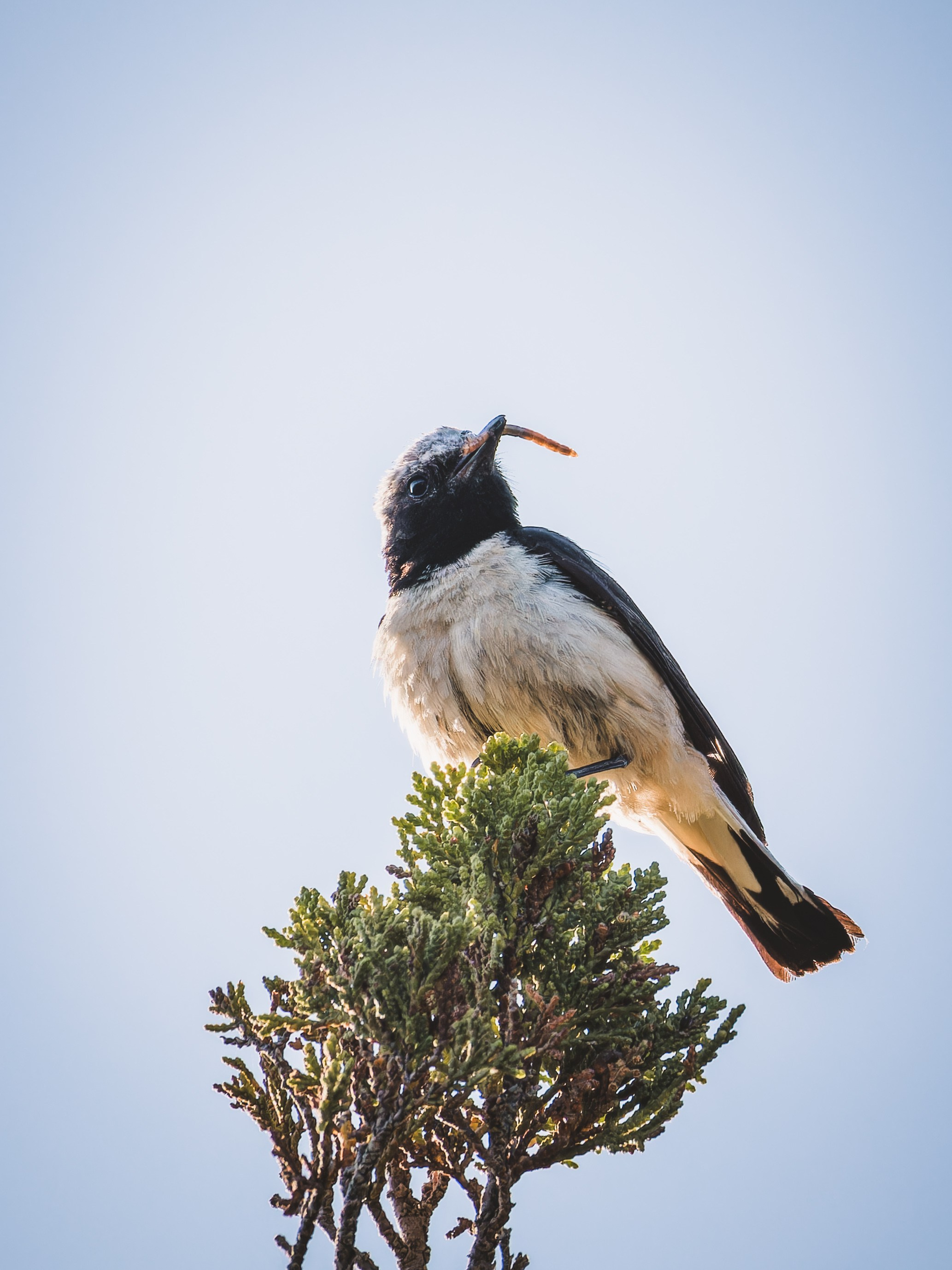 Cyprus 2023. Anton Chernov | Wildlife photographer