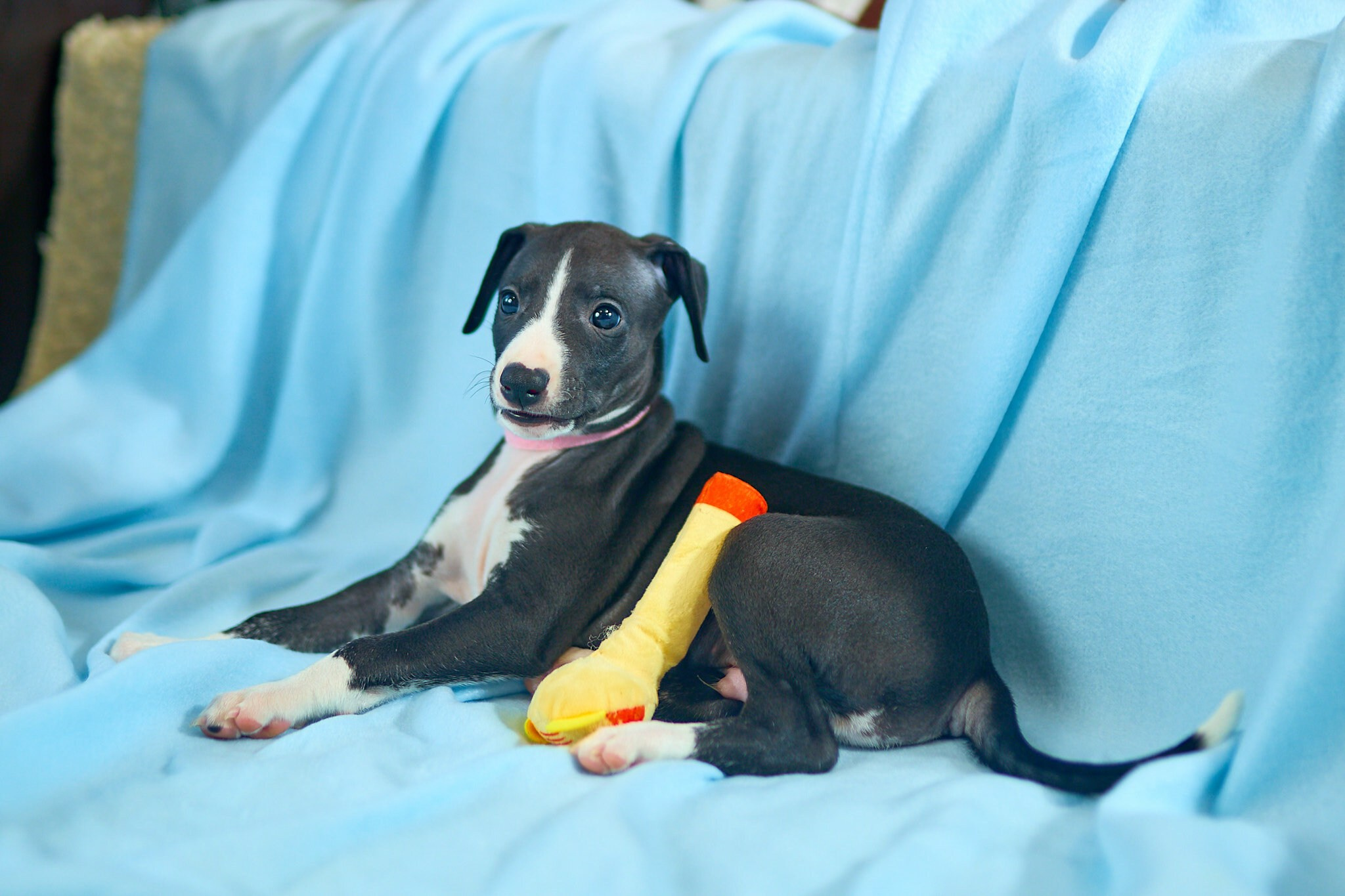 Фотосъёмка собак. Свадебный, школьный (детсадовский) и семейный фотограф в Коврове и Владимирской области