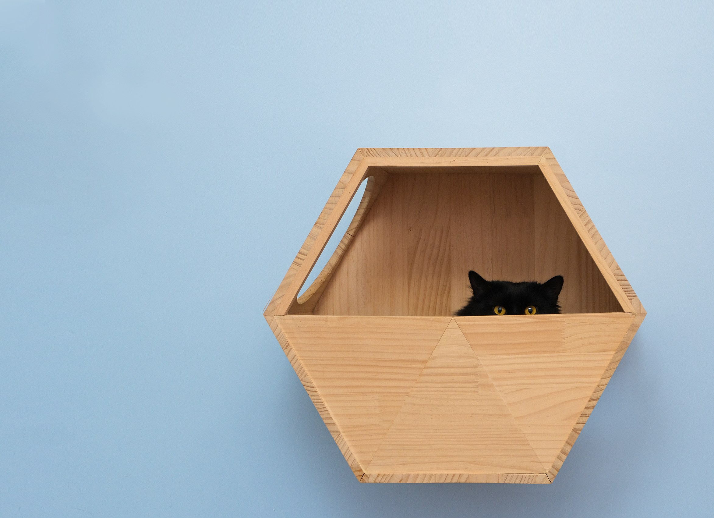 Черный кот выглядывает из деревянного домика, висящего на голубой стене