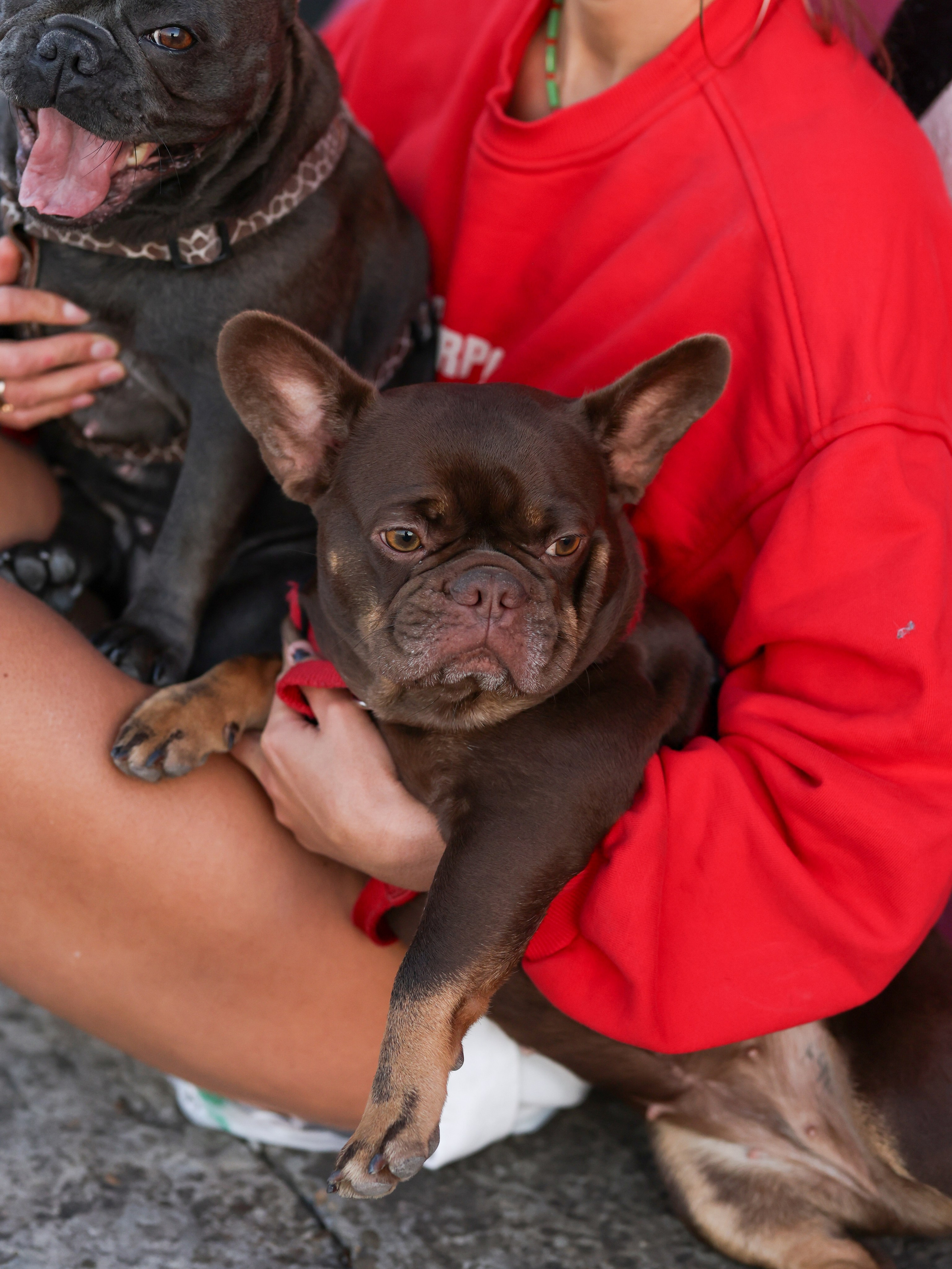 Нелли Буня и Луня. Фотограф-анималист в Москве Кириллова Татьяна