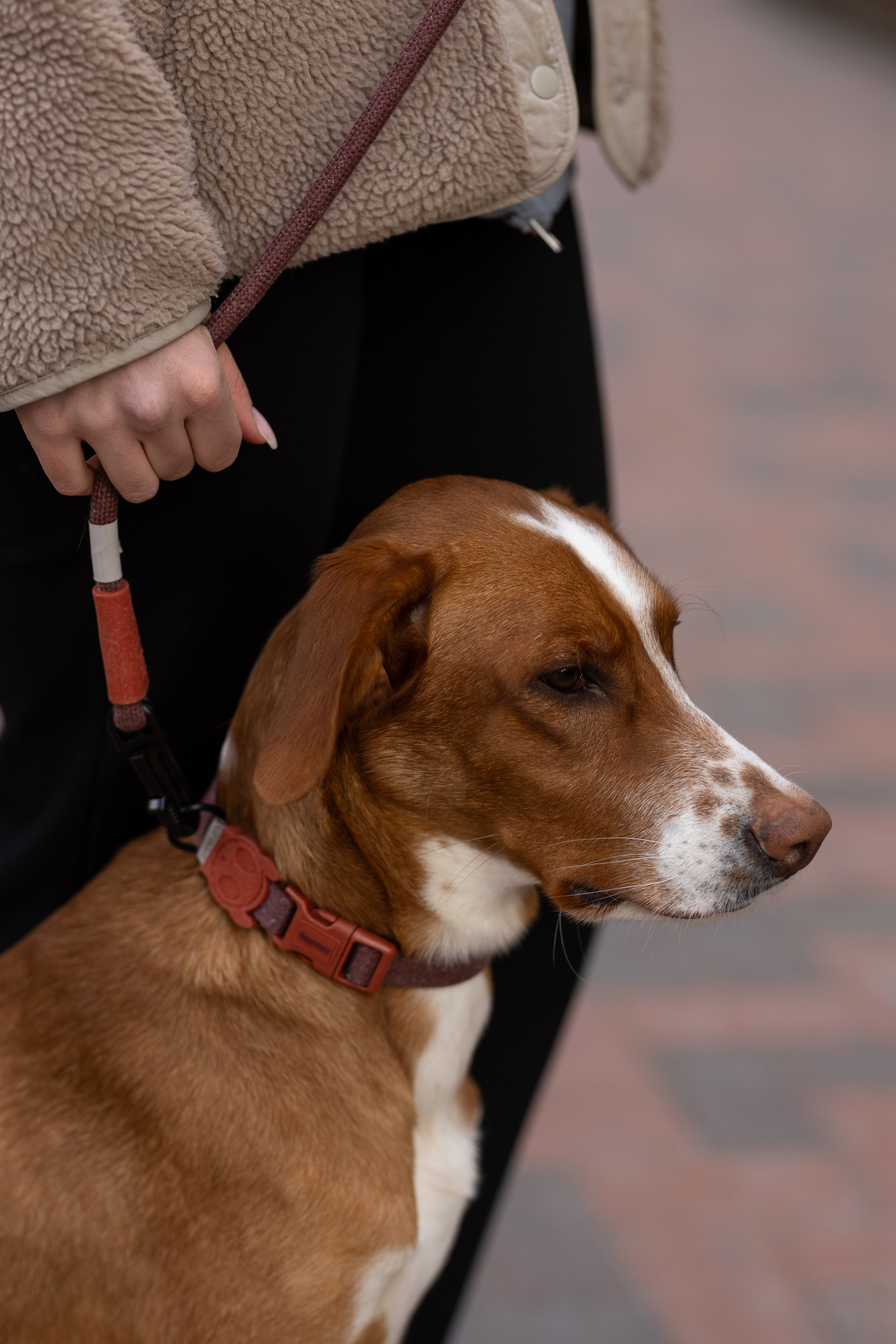 Съемка для бренда ZeeDog. Фотограф-анималист в Москве Кириллова Татьяна