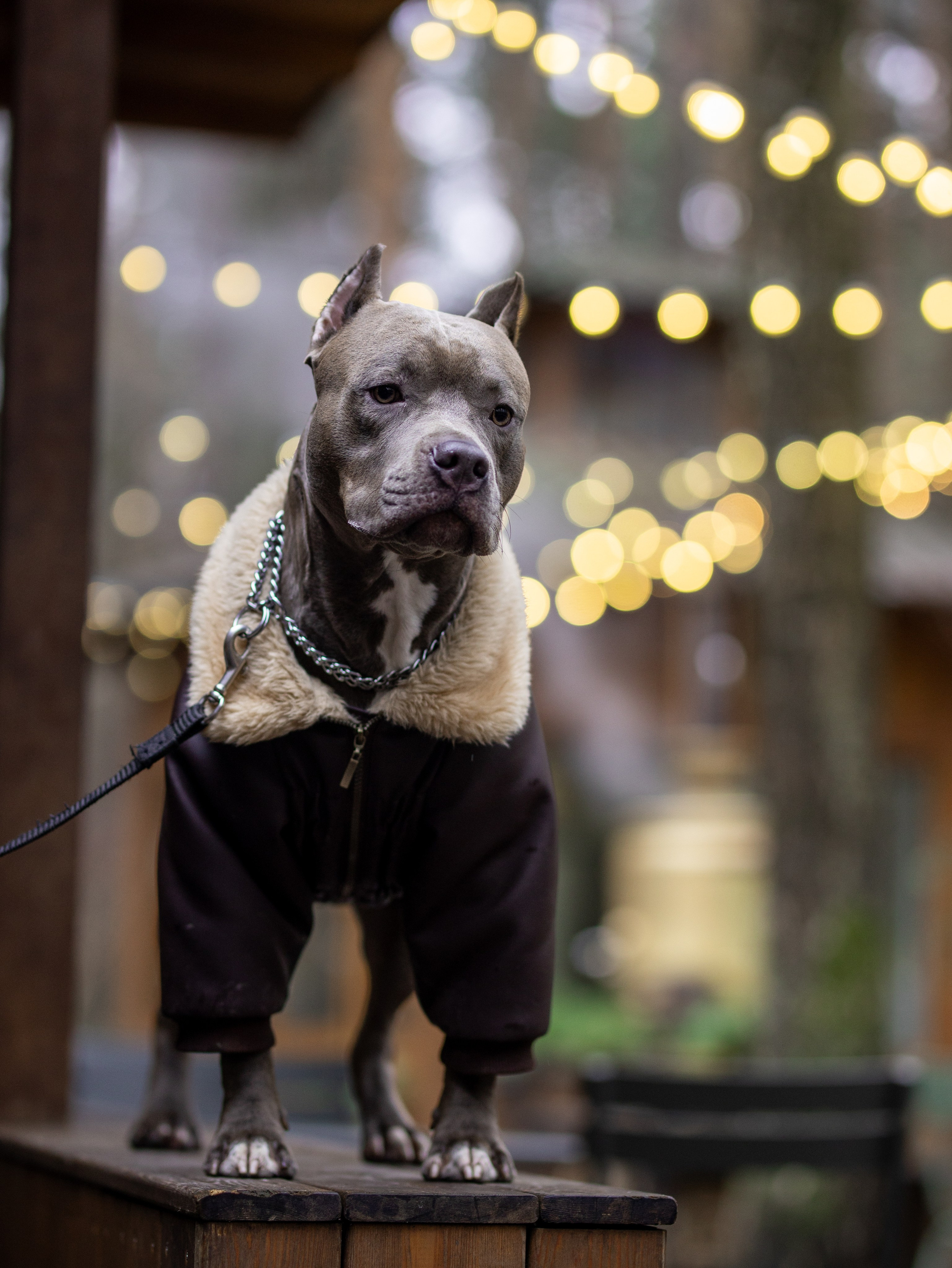 Зевс и Мария. Фотограф-анималист в Москве Кириллова Татьяна