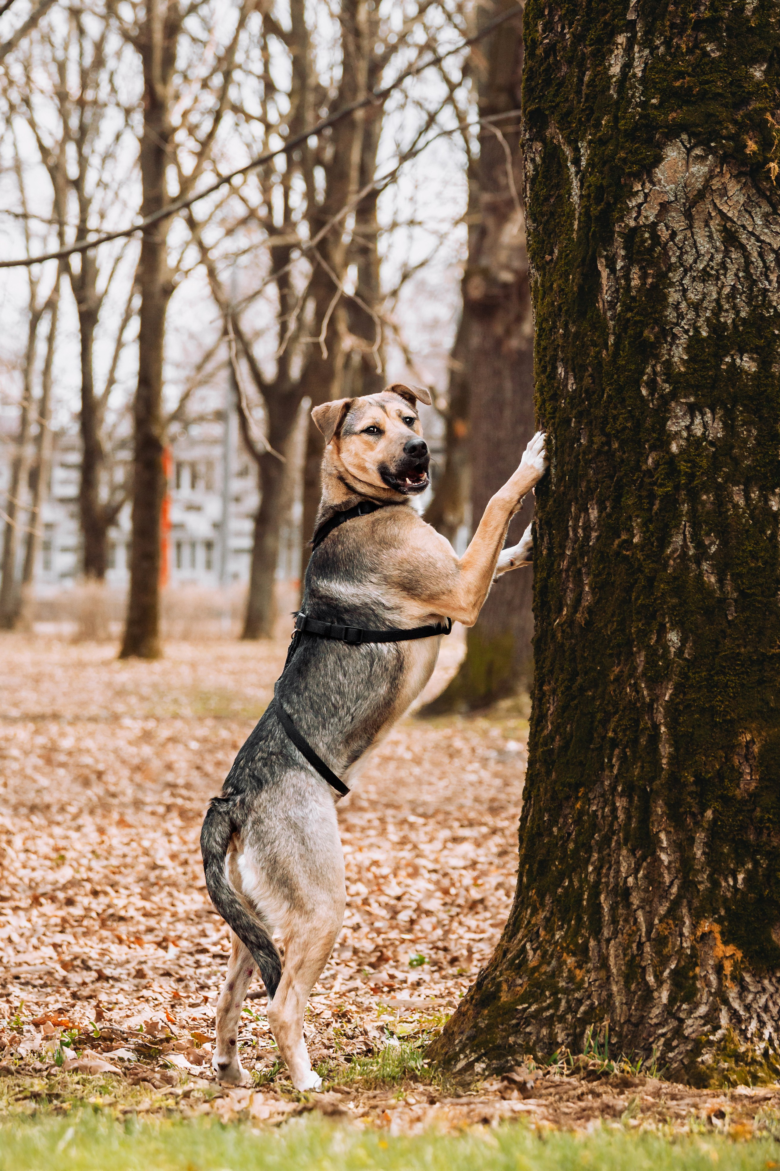 Собаки из приюта Дубовая роща весна 2025. Фотограф-анималист Татьяна Степанова