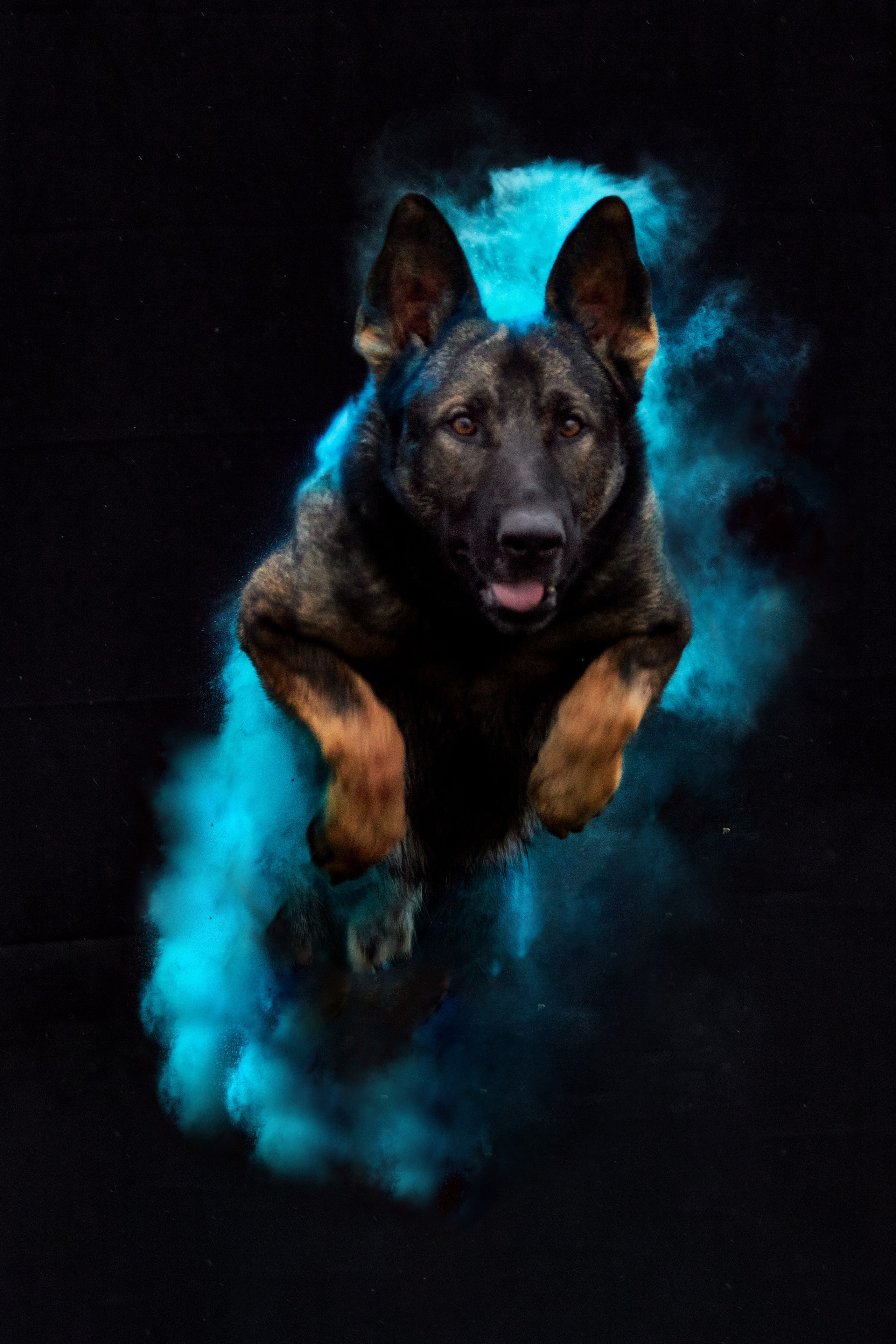 Фотосессия с животными. Фотограф анималист — Тула, Москва