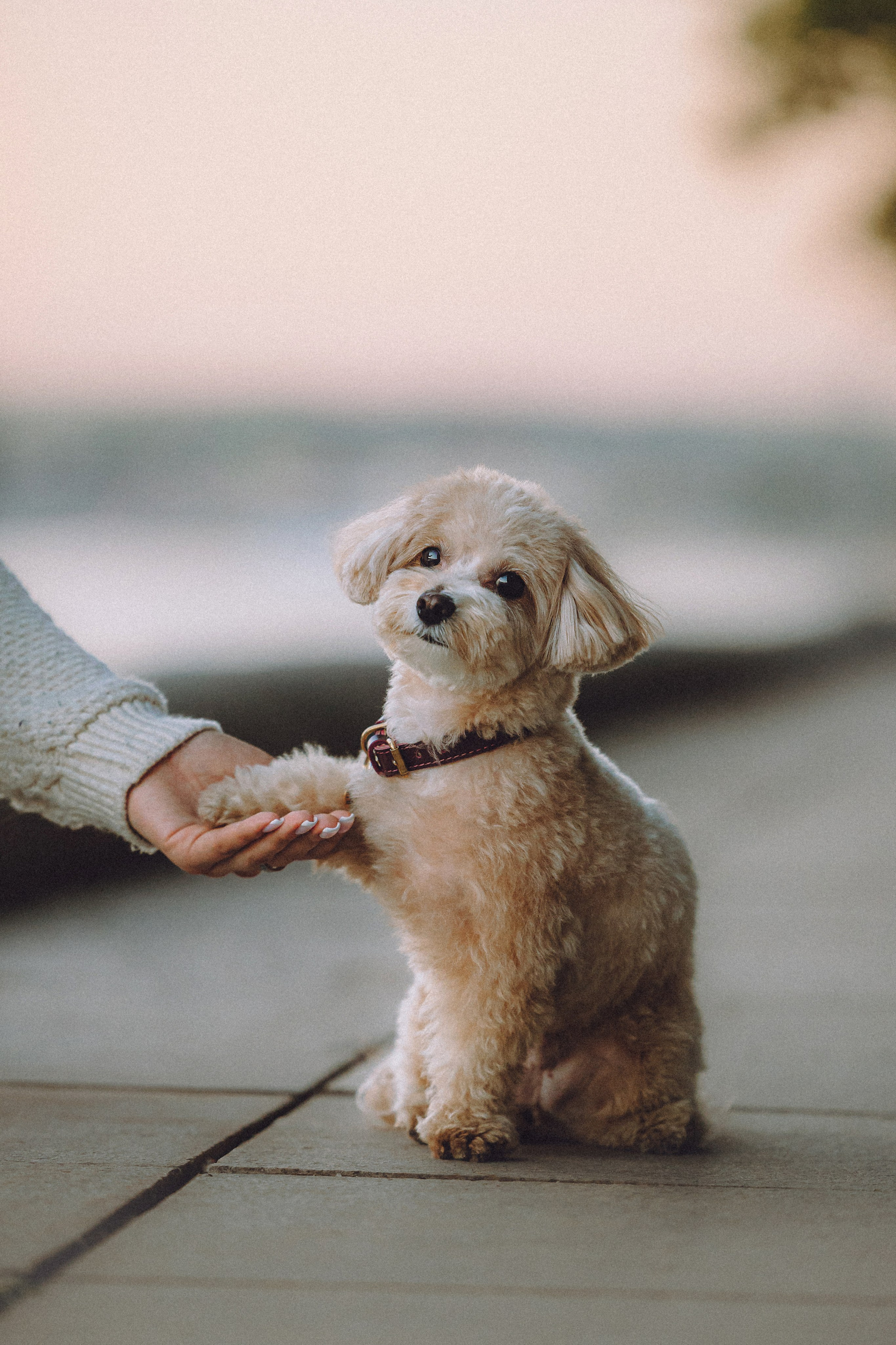 Настя и Симба