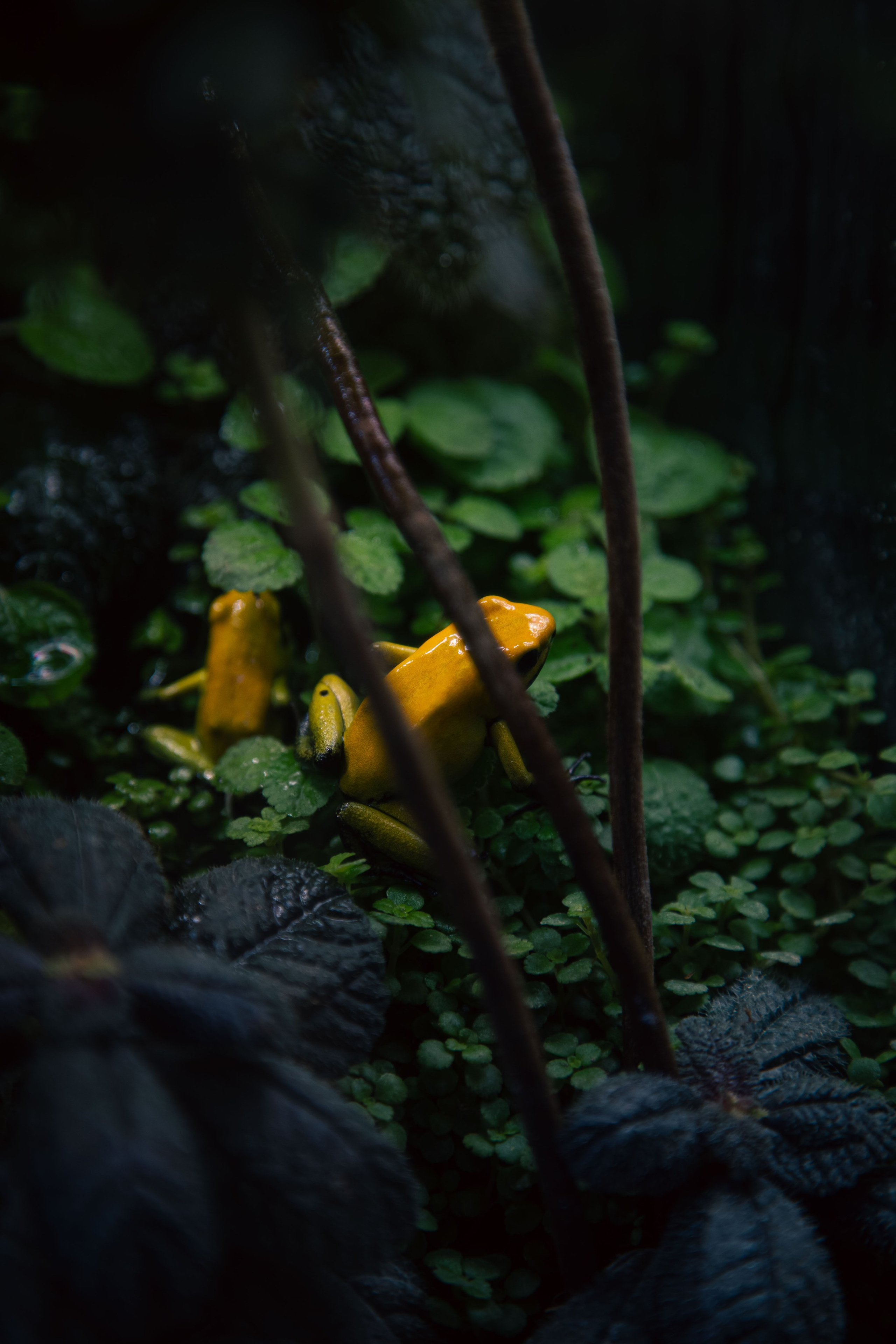 Китайский новый год 2025. Dmitriy [KCCC] is a pretty cool photographer