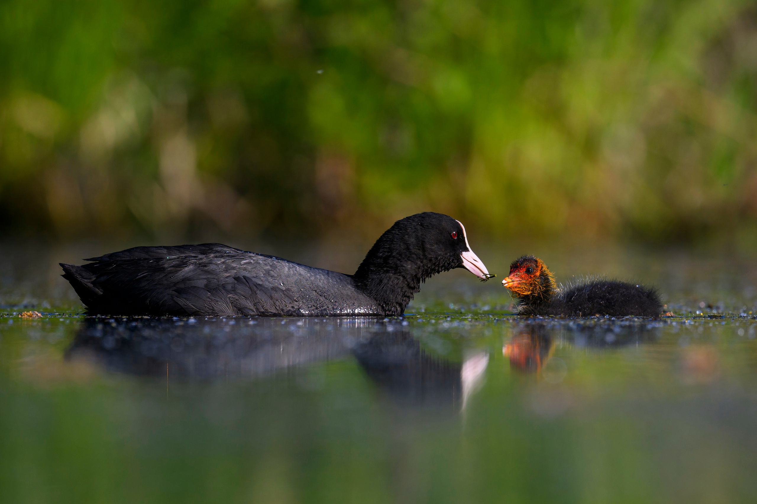 Пополнение у поганок. Фотограф Сергей Пупонин