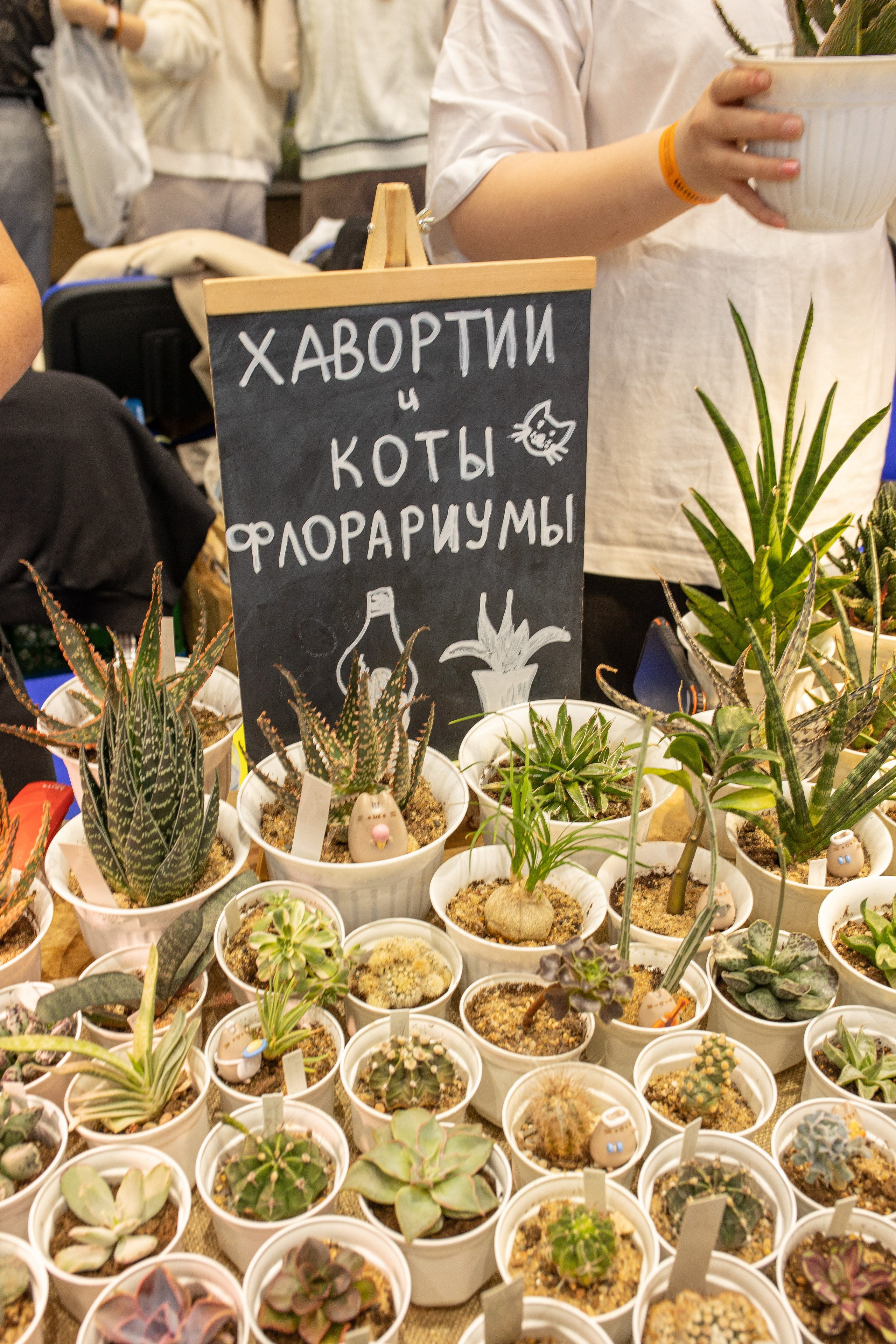 Орхидиум июнь 2024. Александра Куликова фотограф, Москва