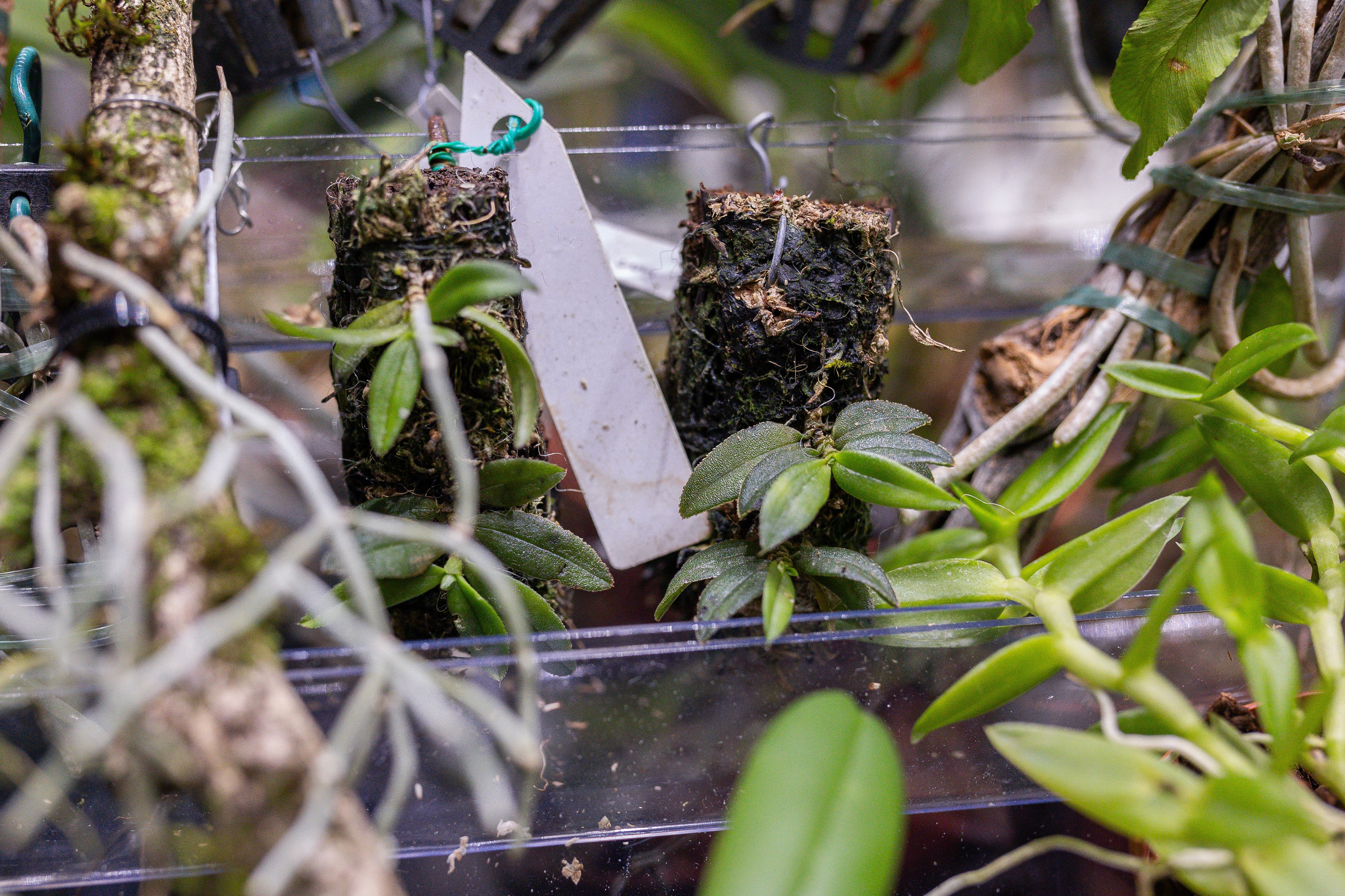 Орхидиум 12.2025. Александра Куликова фотограф, Москва