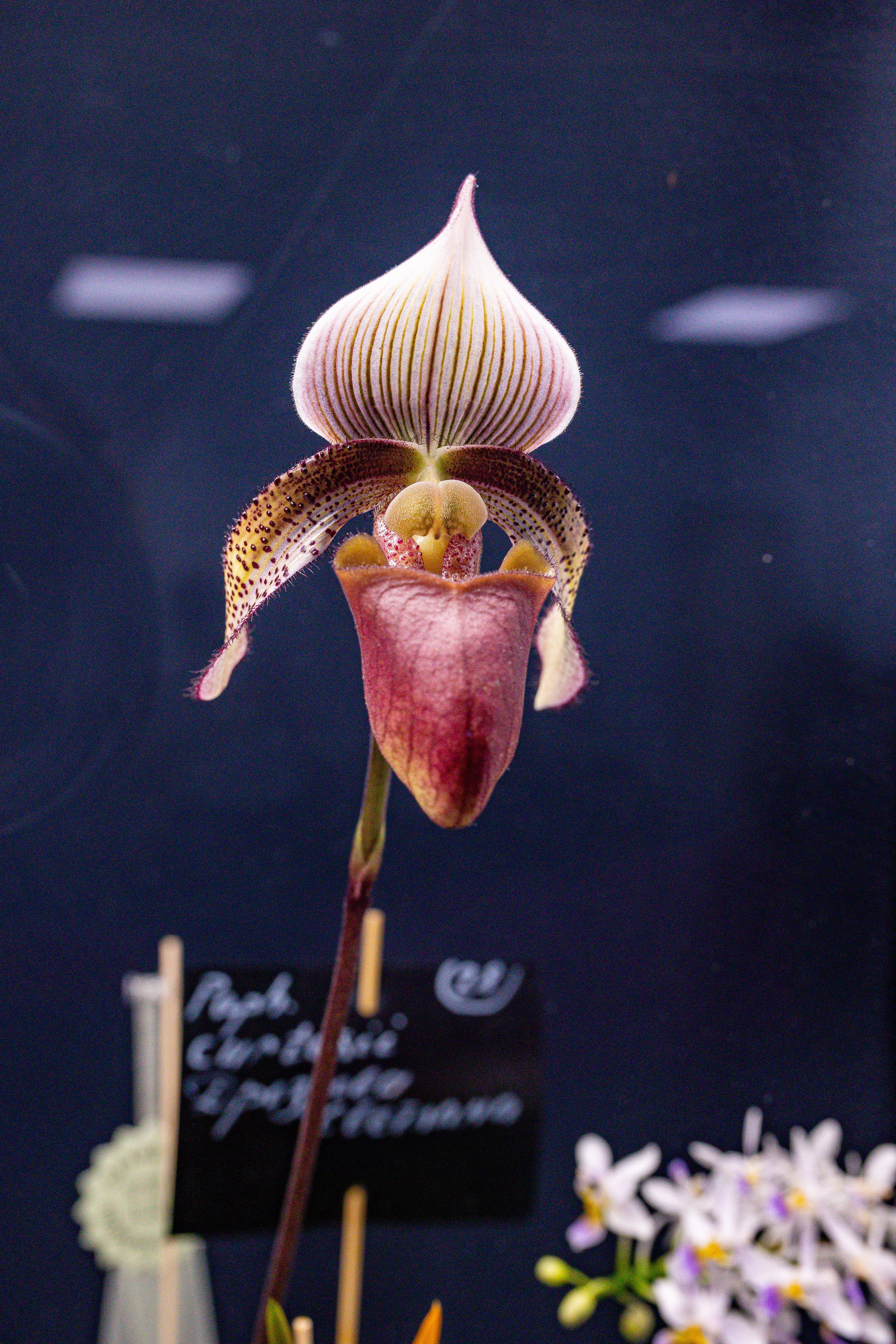 Орхидиум сентябрь 2025. Александра Куликова фотограф, Москва