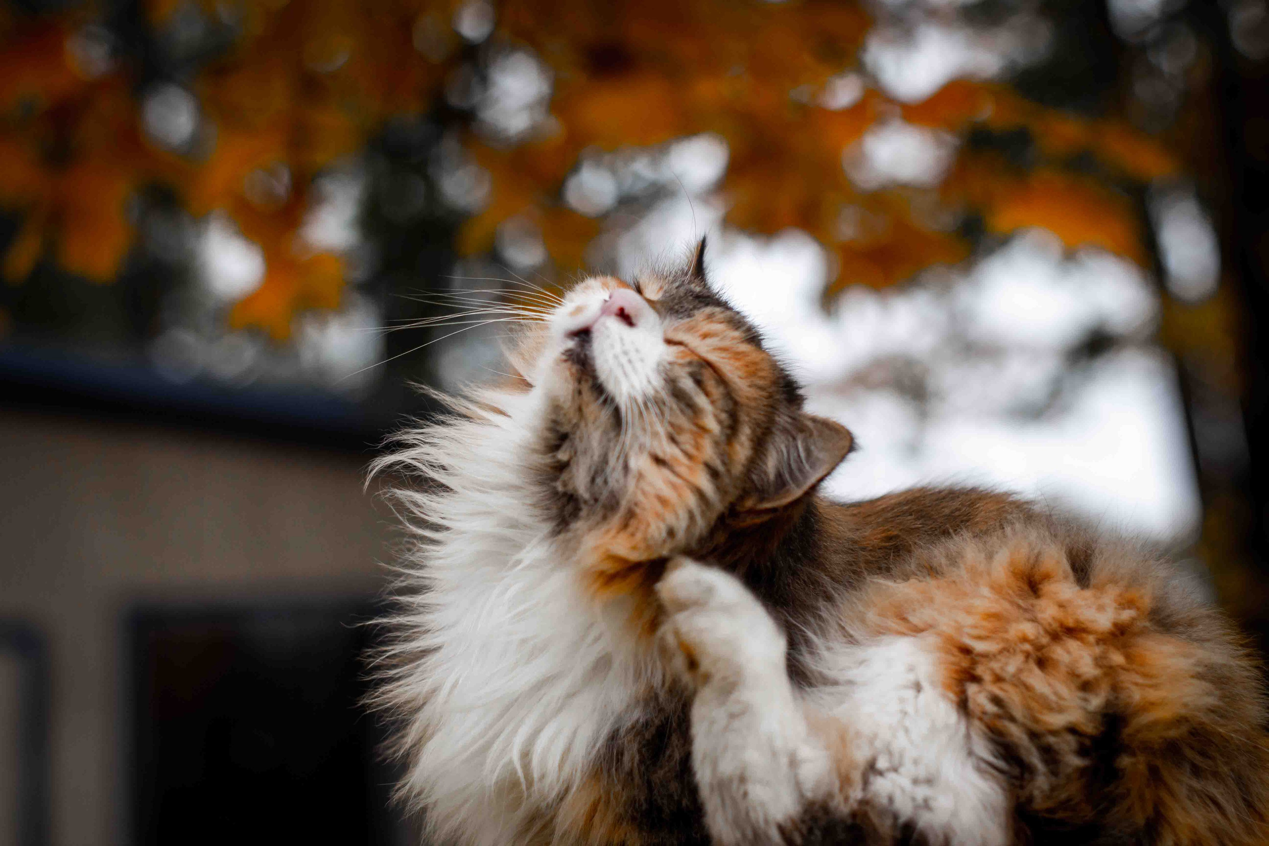 Осеннее настроение. Александр Попов