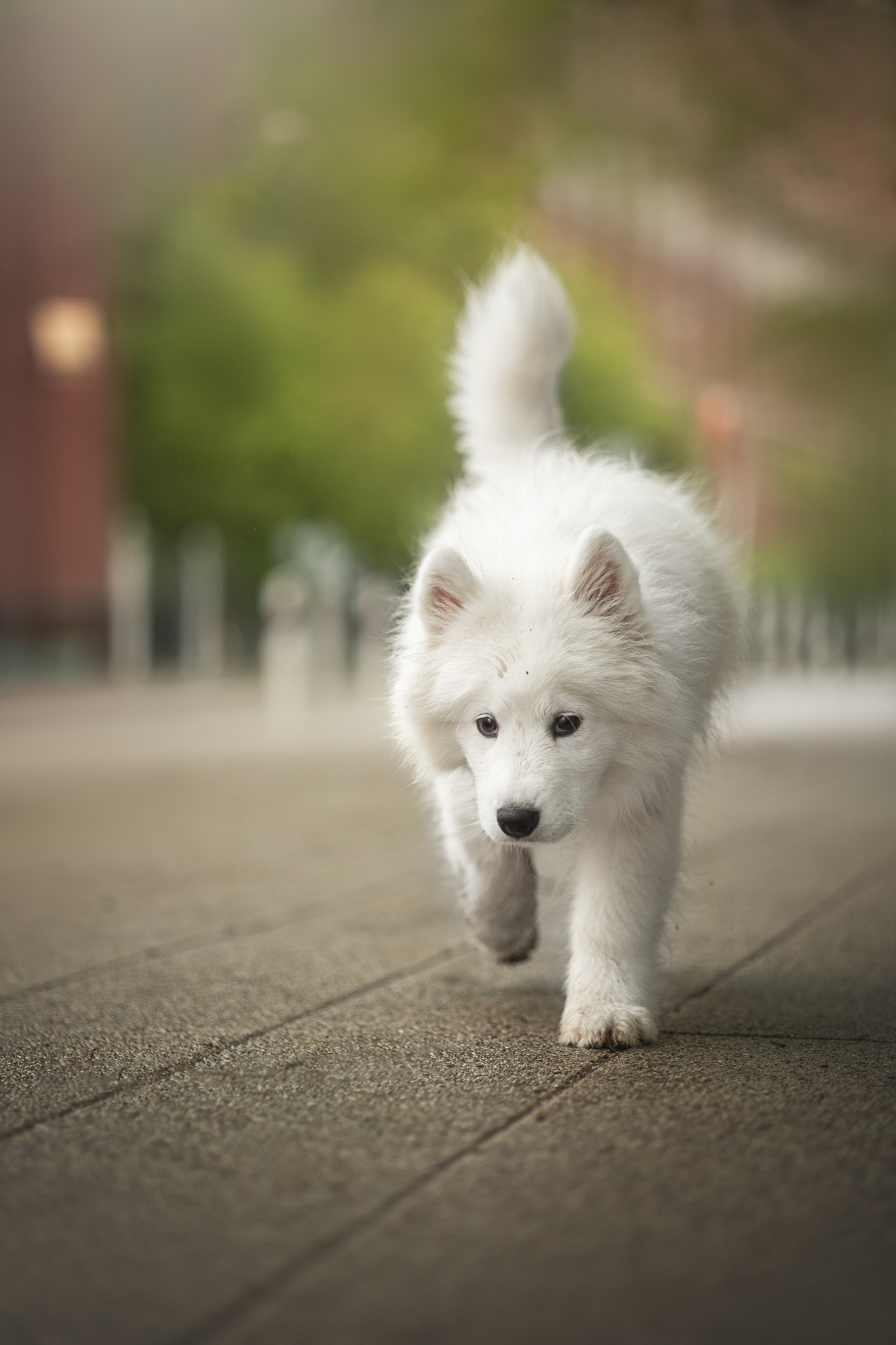 Кая и Даяна. Фотограф анималист в Москве Майорова Евгения