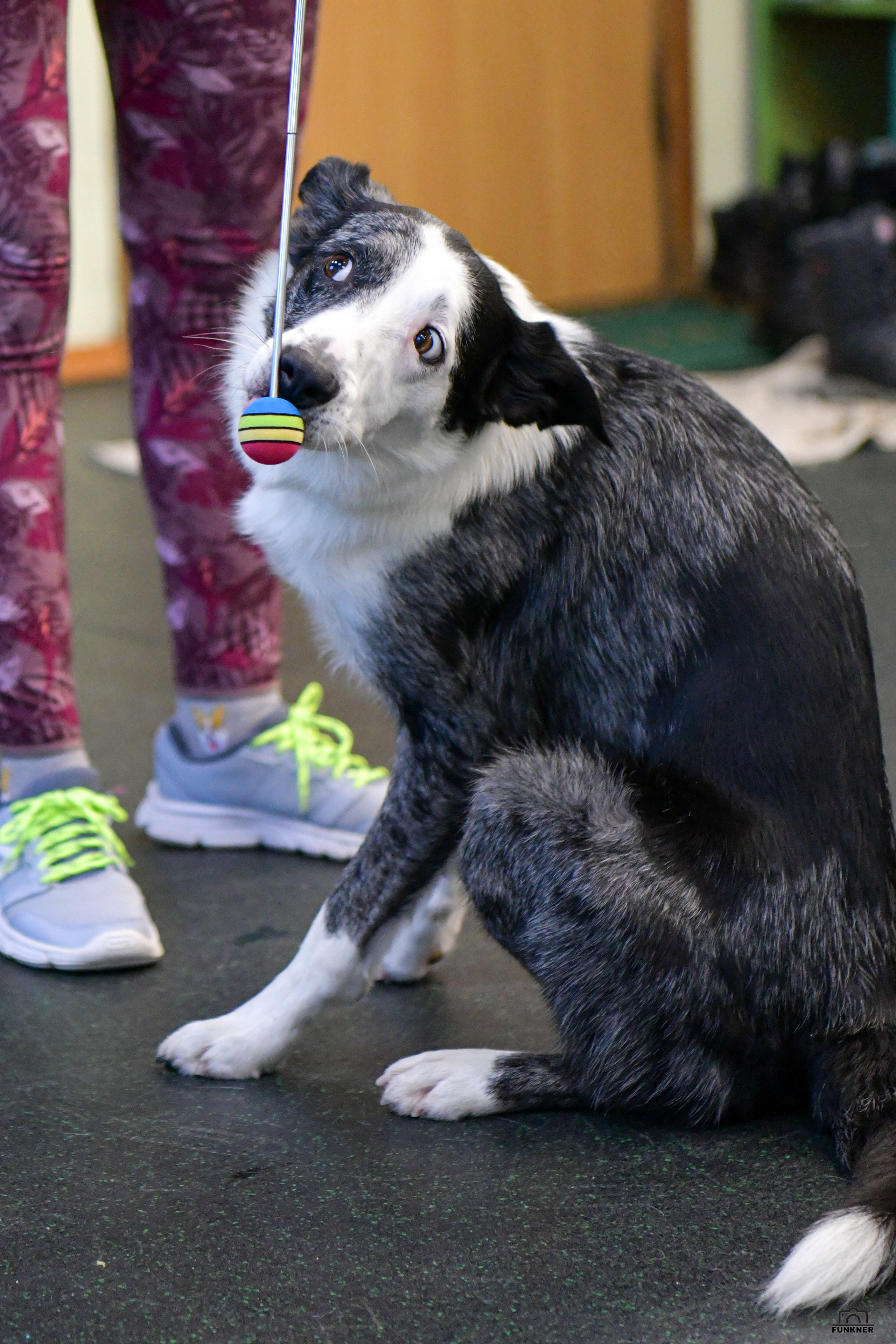 Кинологический клуб «Бодрый хвост». Свой взгляд через объектив