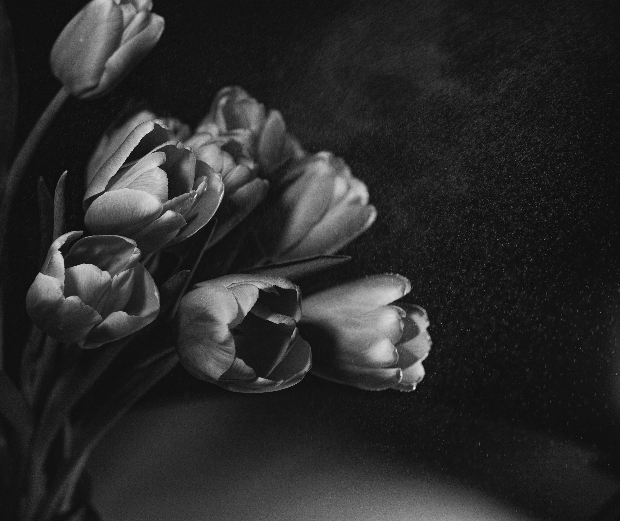 Цветы и свет. Фотограф в Москве Юлия Першина