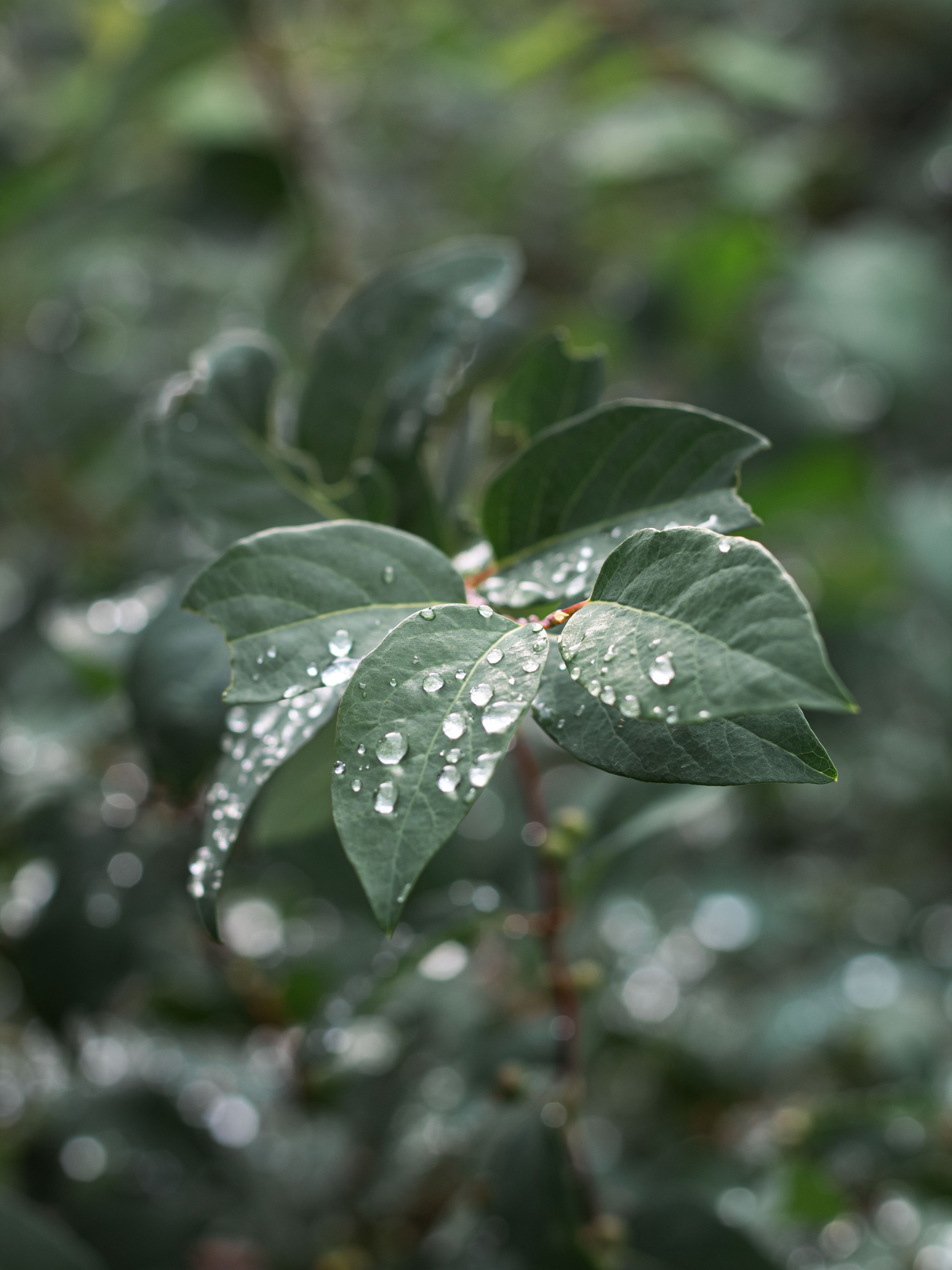 После дождя. Dmitriy [KCCC] is a pretty cool photographer