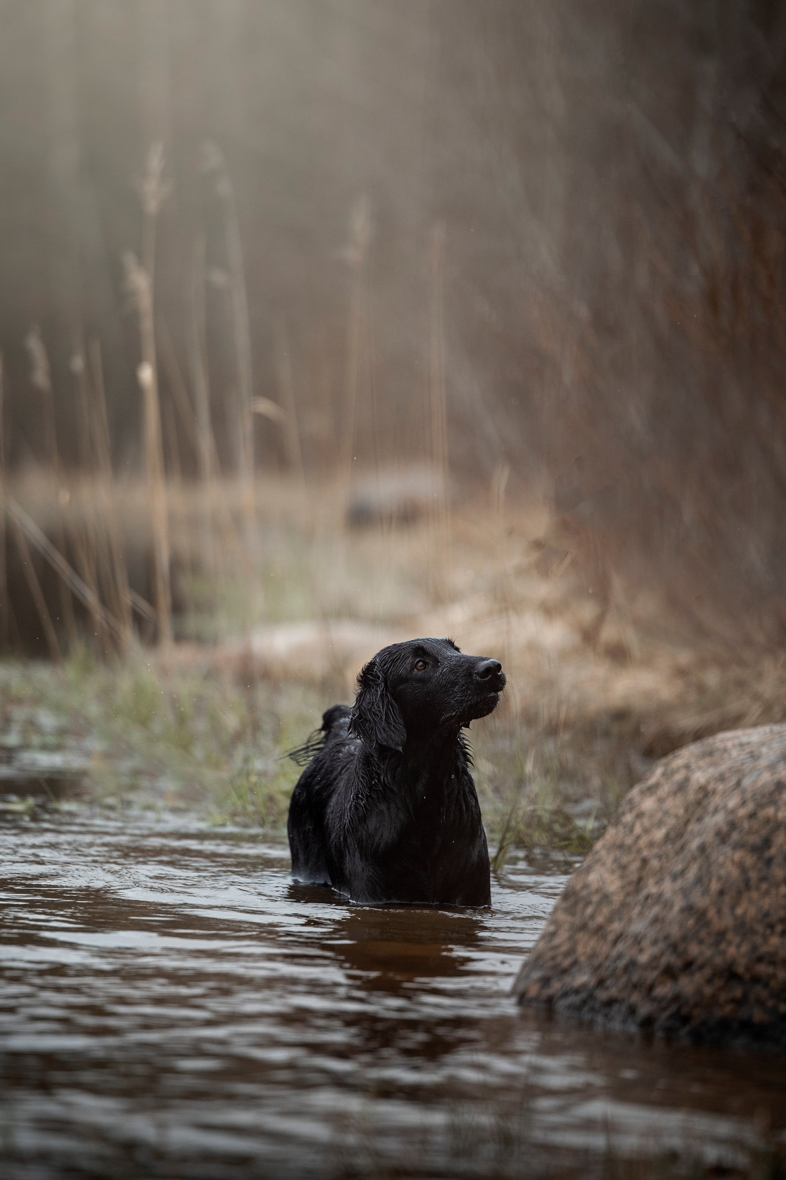Ора, Ева, Рози и их семья. Фотограф — Анималист | Санкт-Петербург