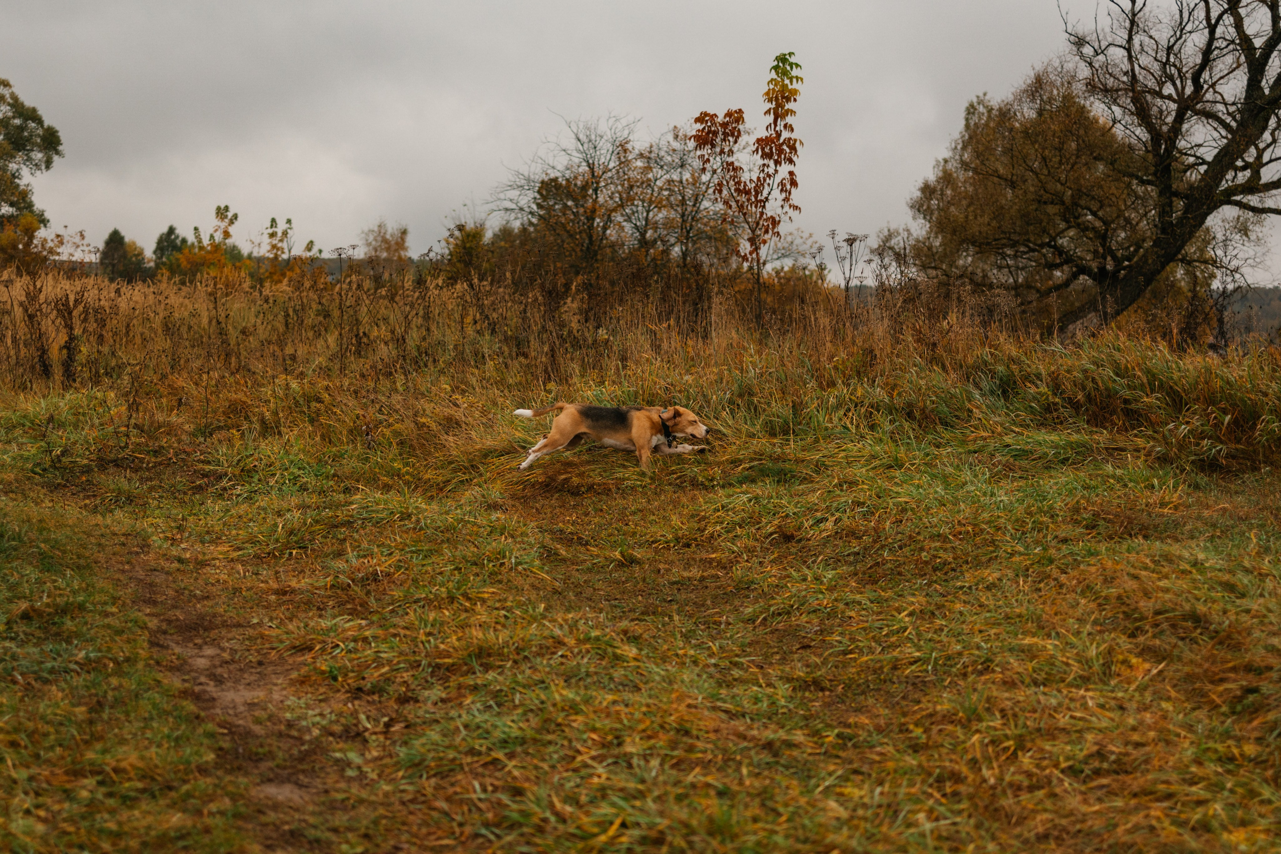 Лена и Тайгер. Фотограф — Анималист | Санкт-Петербург