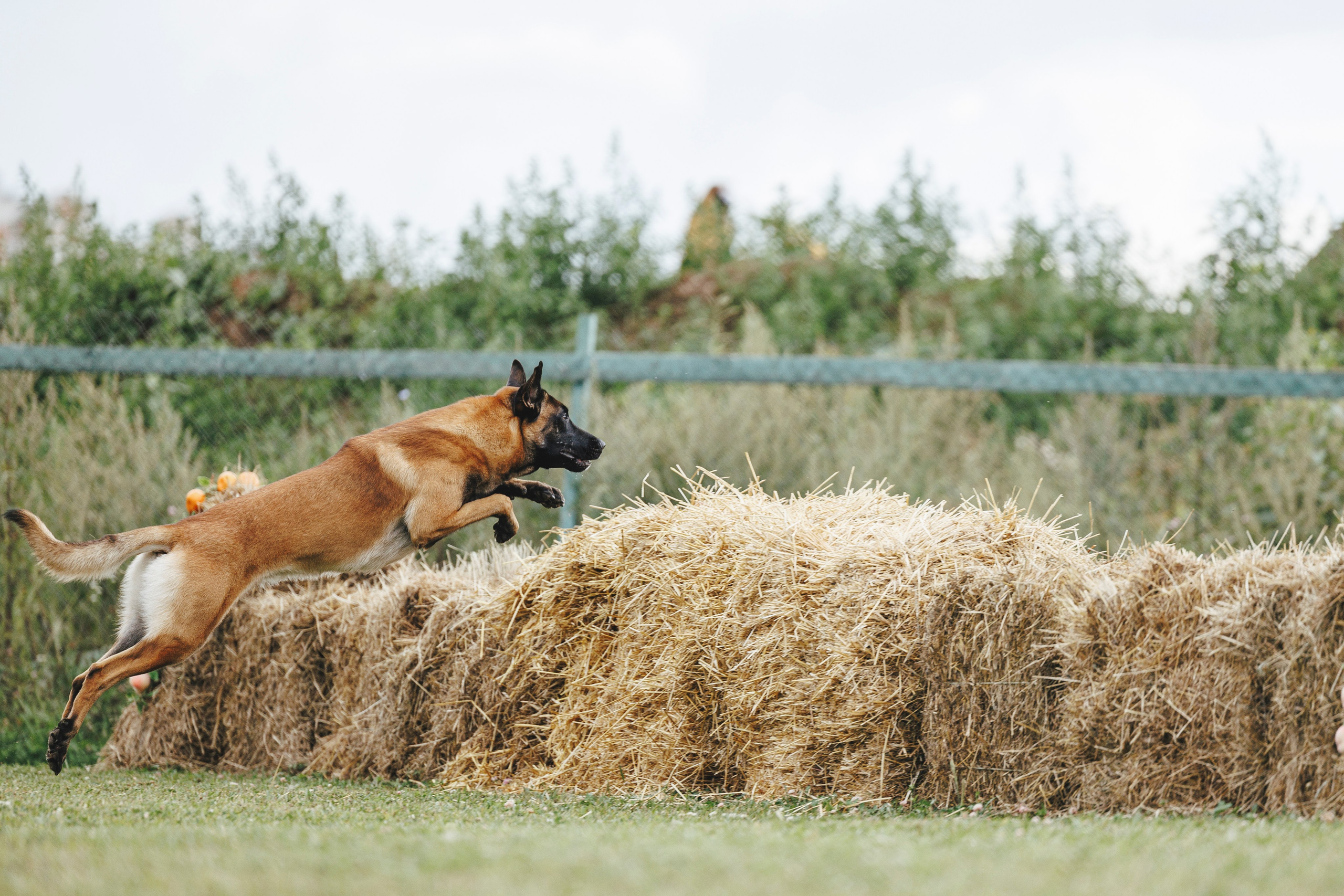 08.08.25-10.08.25 ЧР по мондьорингу г. Вологда. Фотограф-анималист Анна Маринич