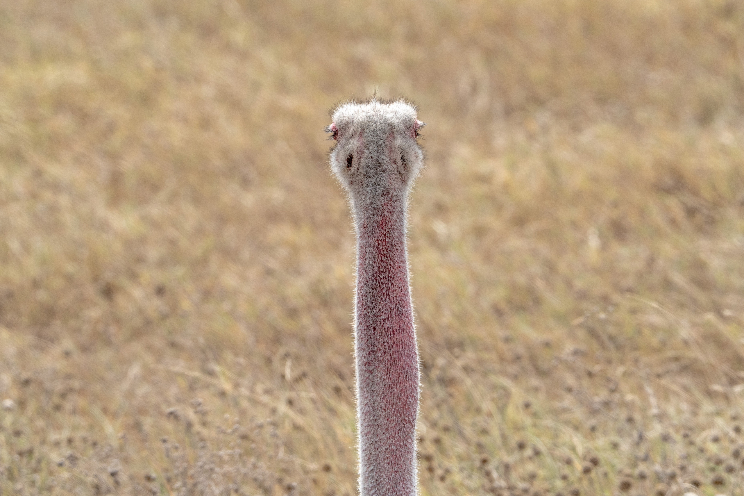 Танзания, сафари, 2025. Творческие сьемки