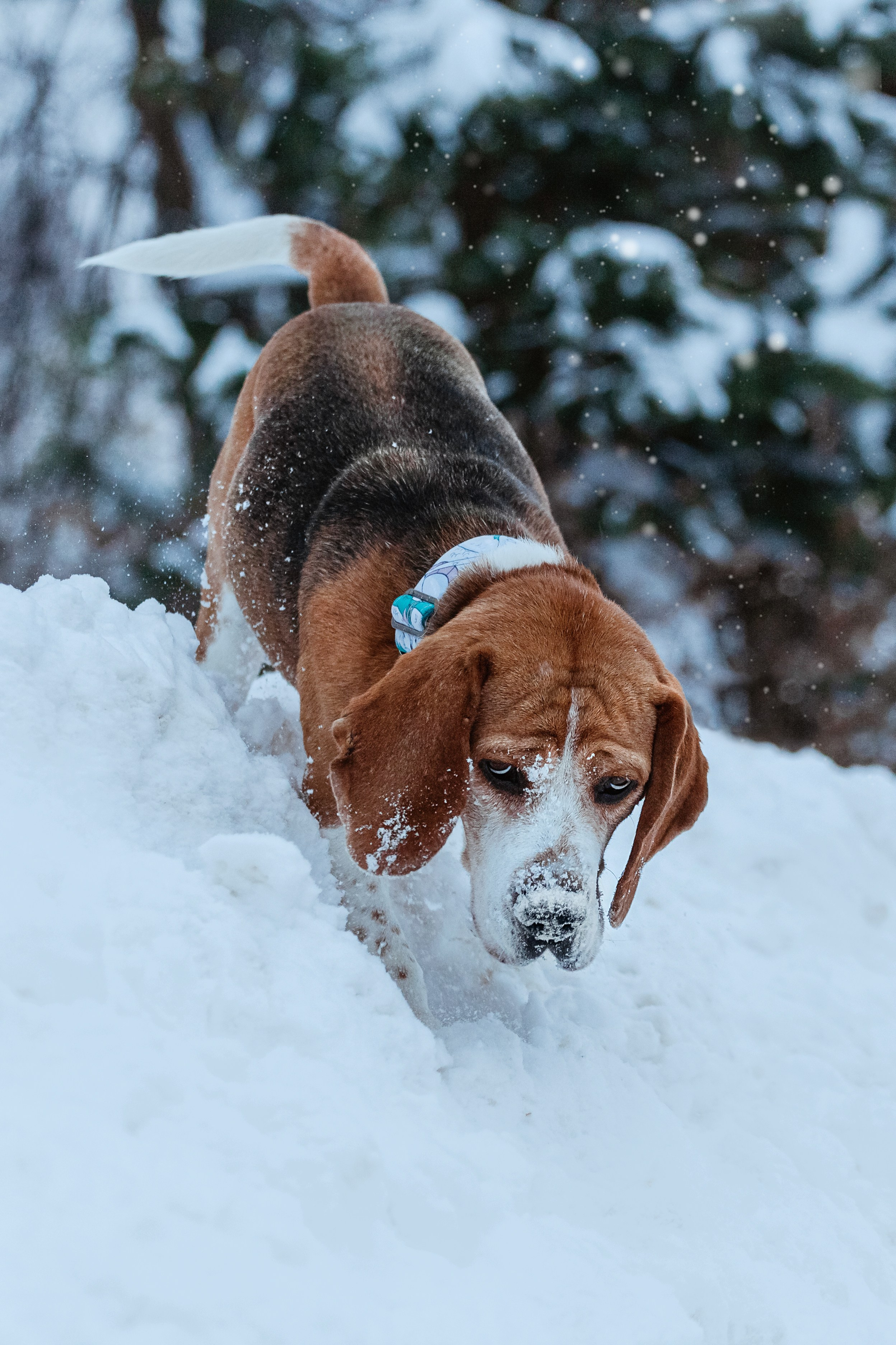 Дом для Биглей 2023. Фотограф-анималист Татьяна Степанова