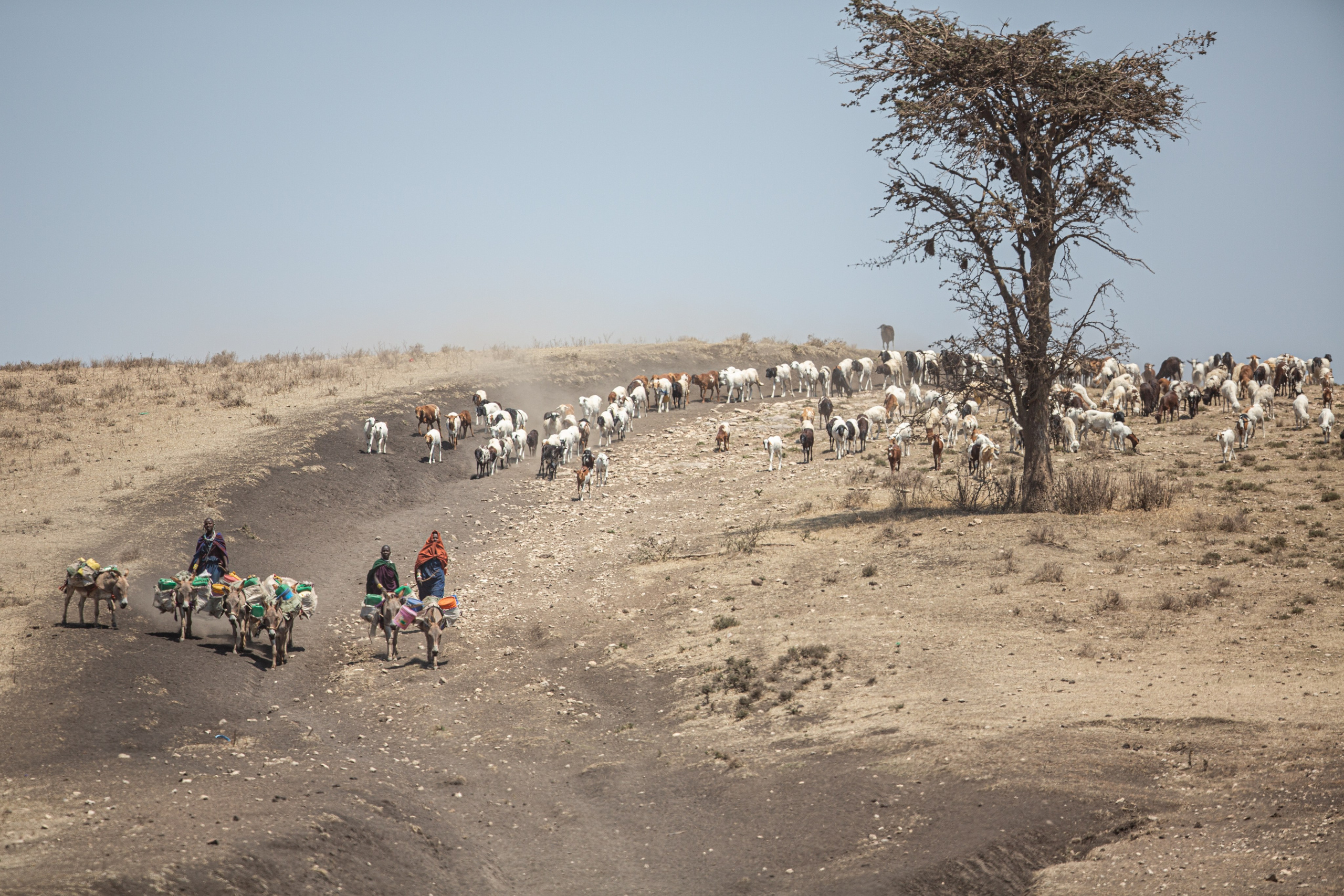Танзания. Добродеева Алла фотограф, Москва