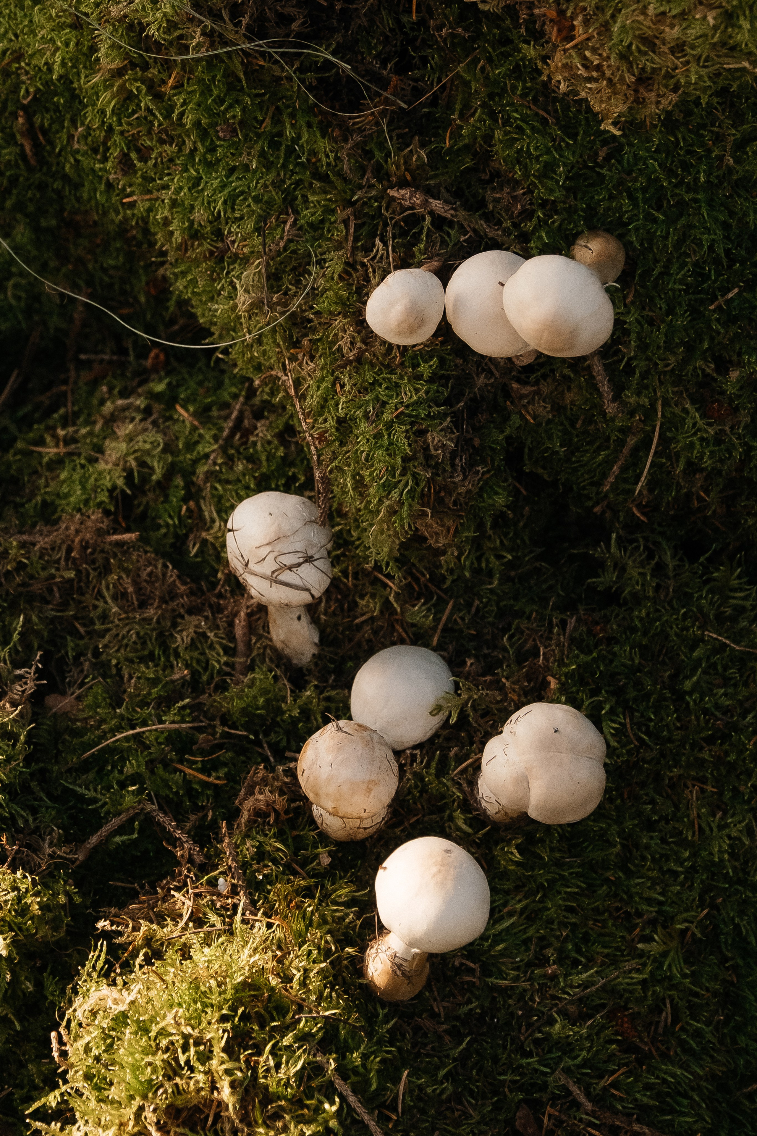 ANONS. Мария — Свадебный фотограф