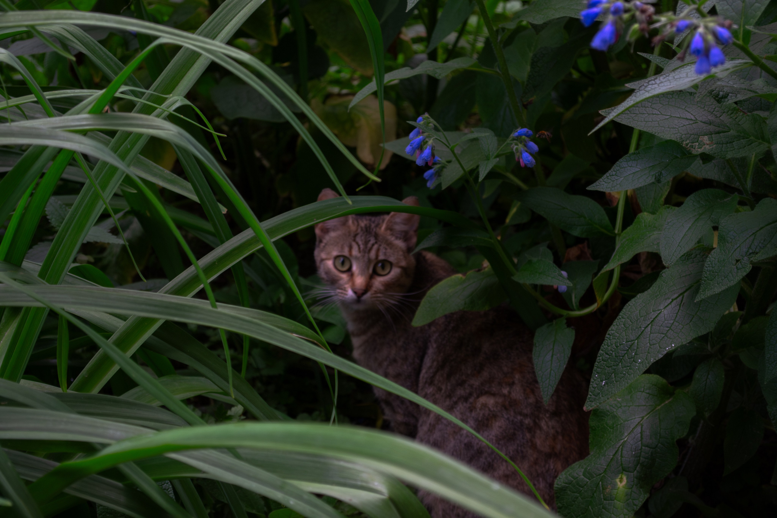 Cats.1. Dumshap | думшап