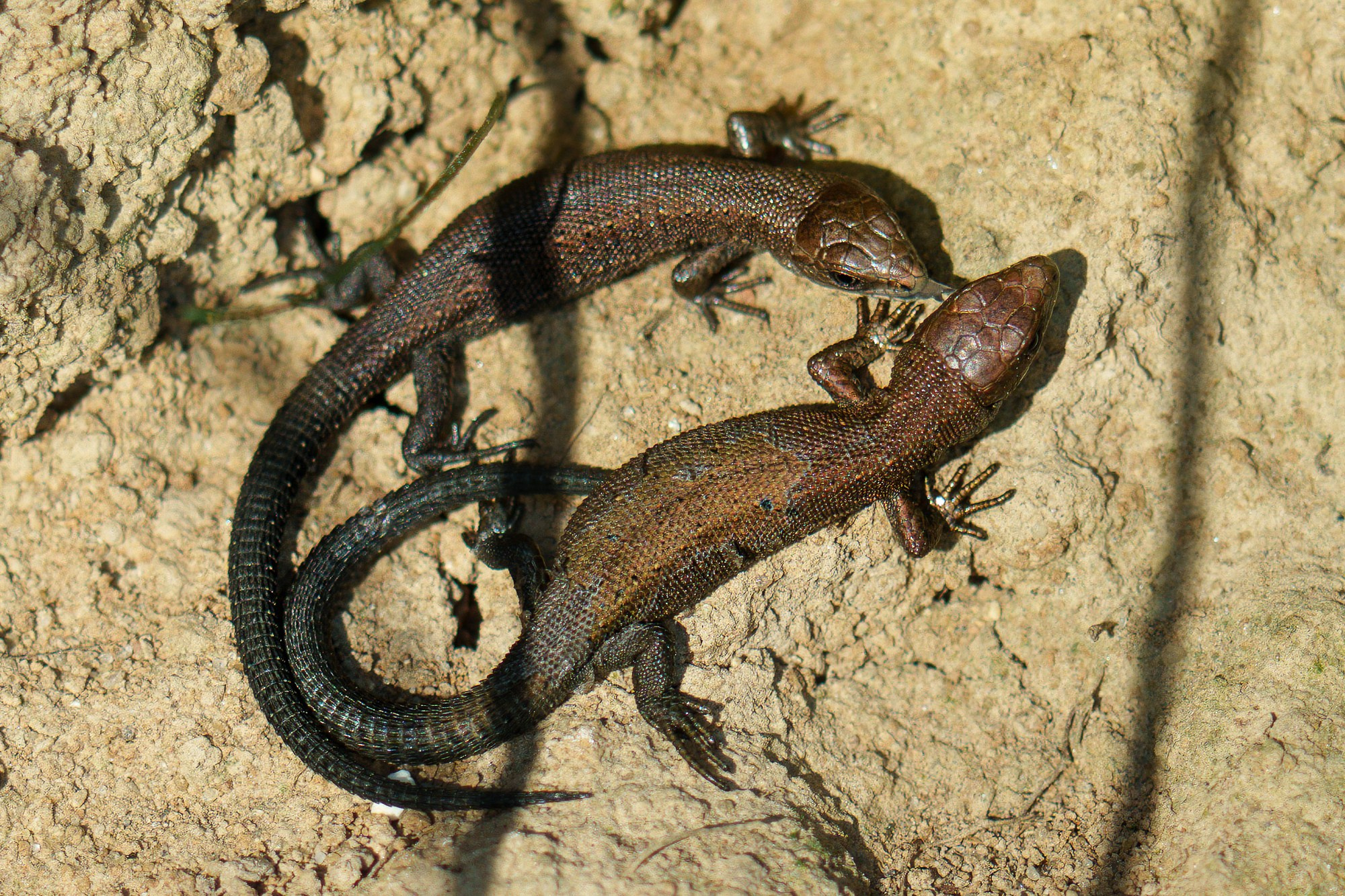 Животные. Ваш личный фотограф Марина Волкова