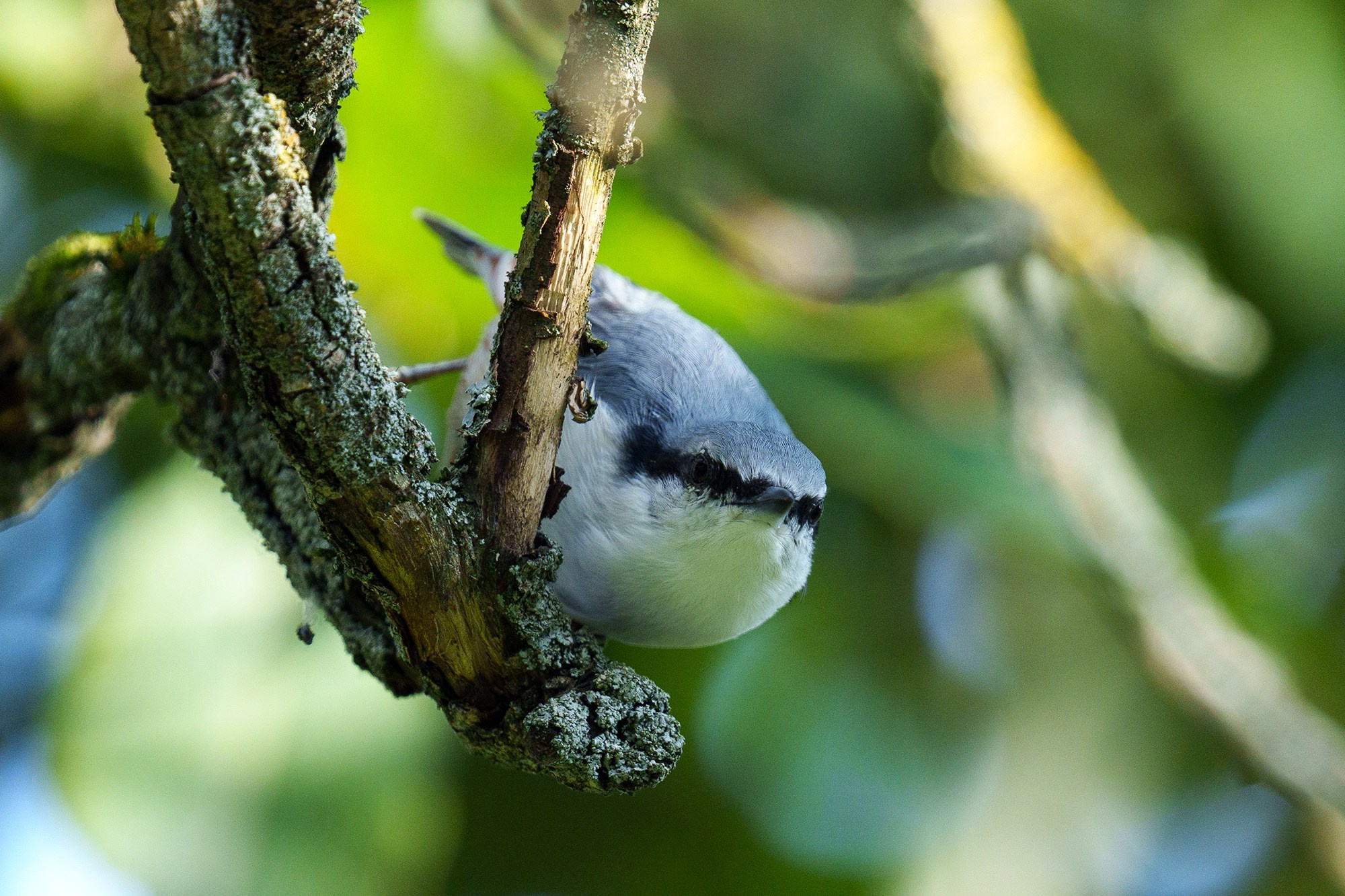 Удивительные мир птиц. Вокруг нас столько прекрасного — присмотритесь!. Ваш личный фотограф Марина Волкова