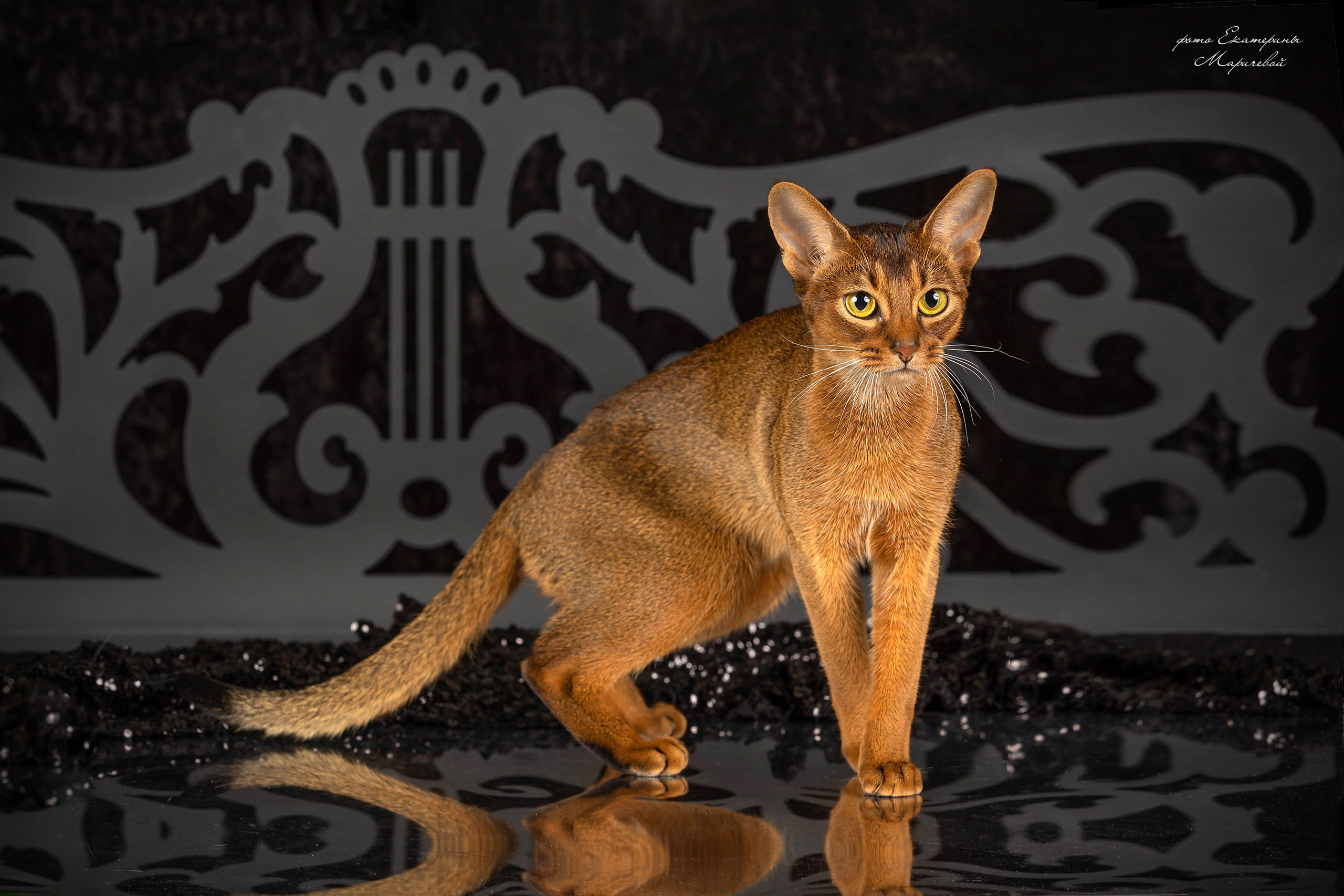 Стендовая съёмка на выставках кошек. Фотограф-анималист в Омске Екатерина Маричева