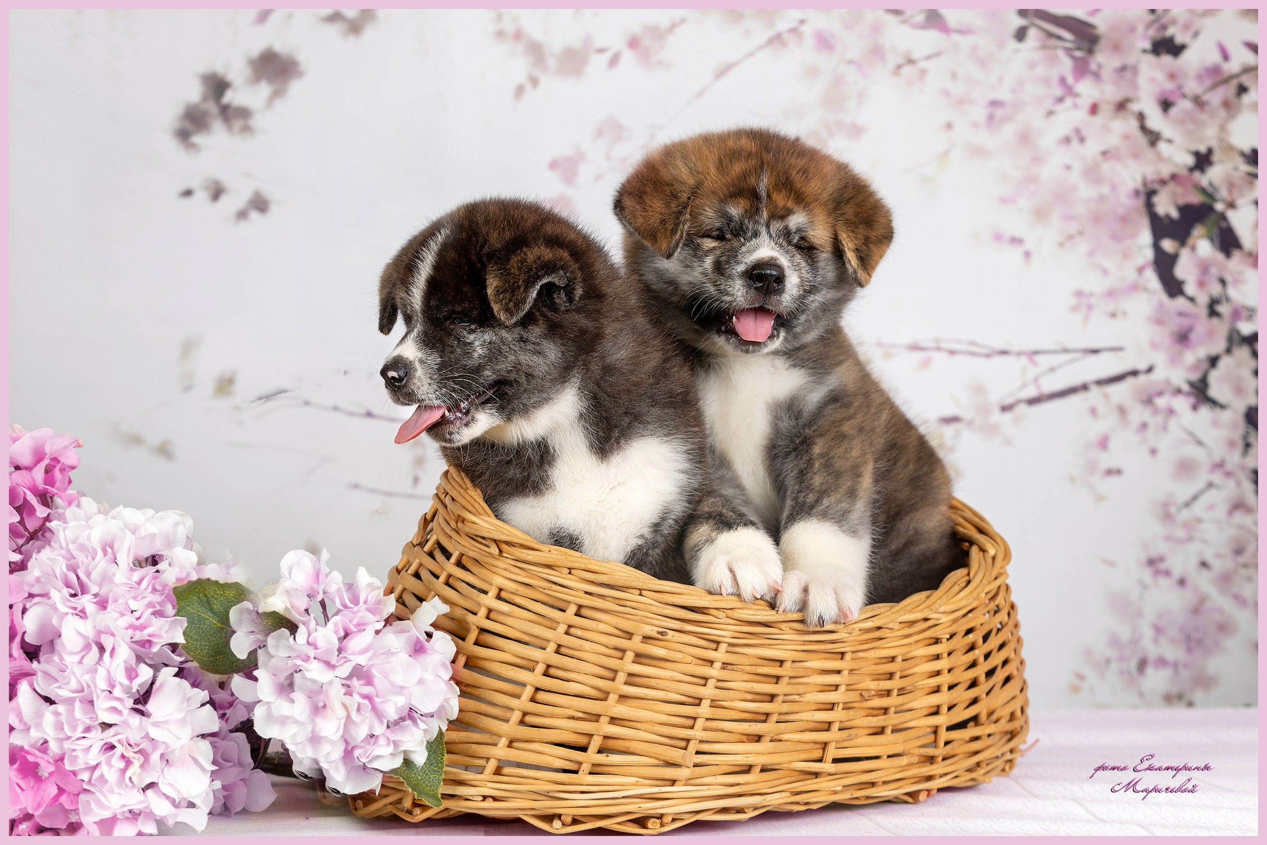 Тематические фоны с рисунком. Фотограф-анималист в Омске Екатерина Маричева