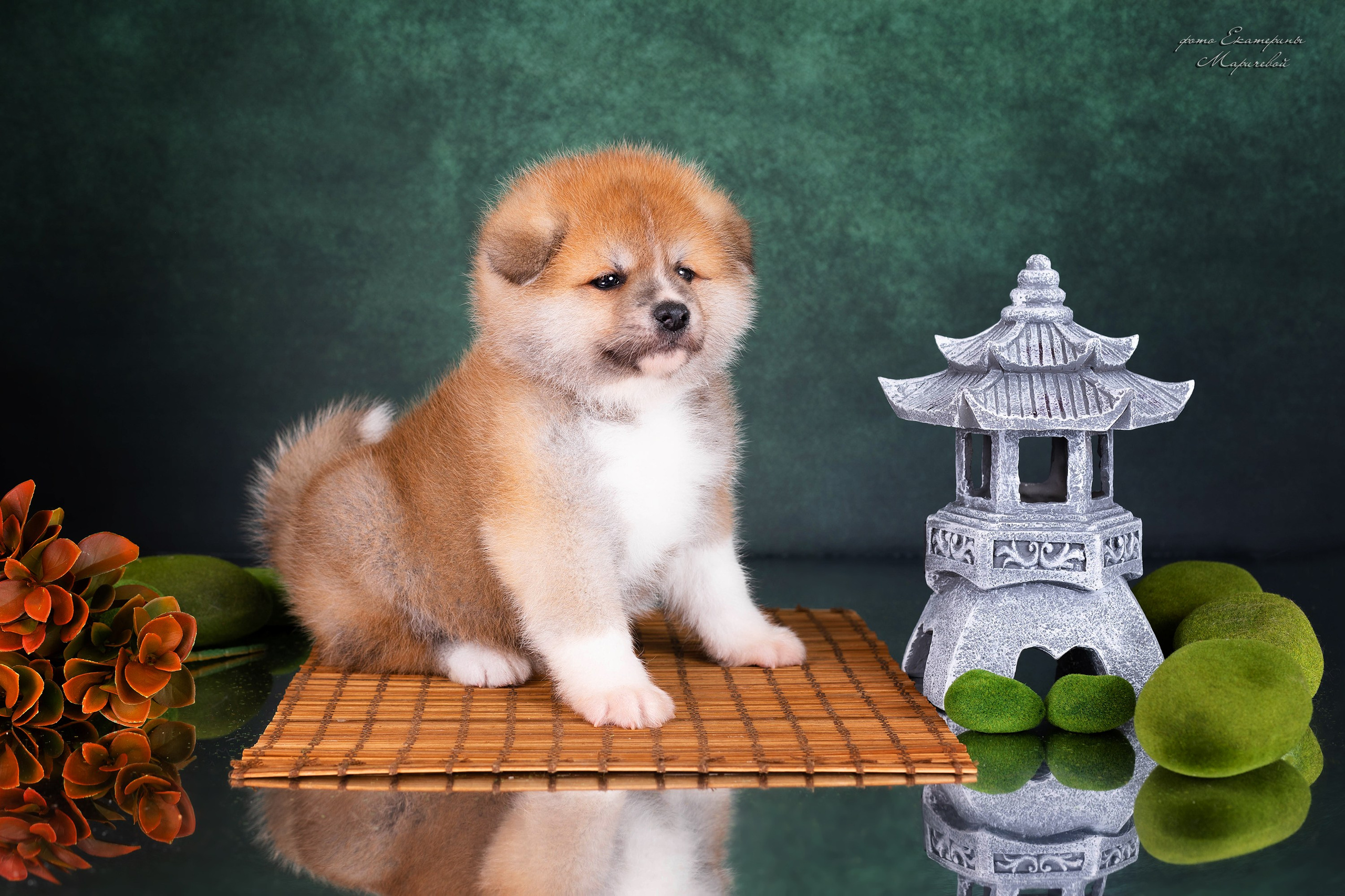 Галерея щенков. Фотограф-анималист в Омске Екатерина Маричева