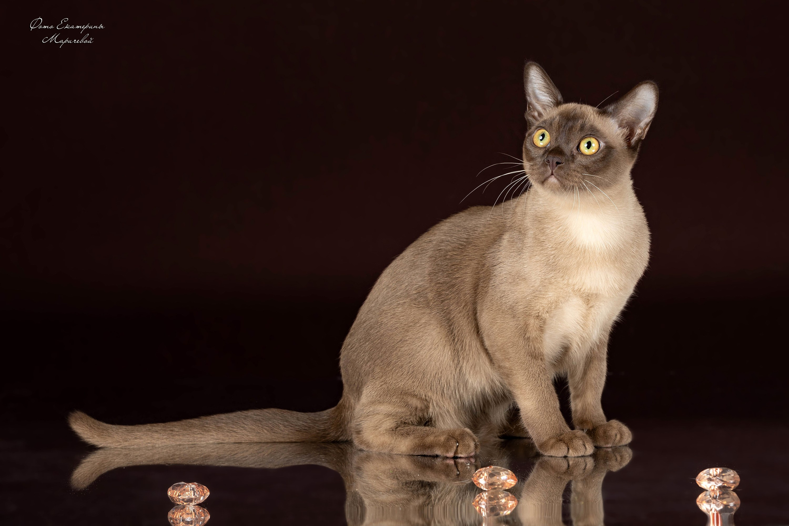 Коричневые фоны. Фотограф-анималист в Омске Екатерина Маричева