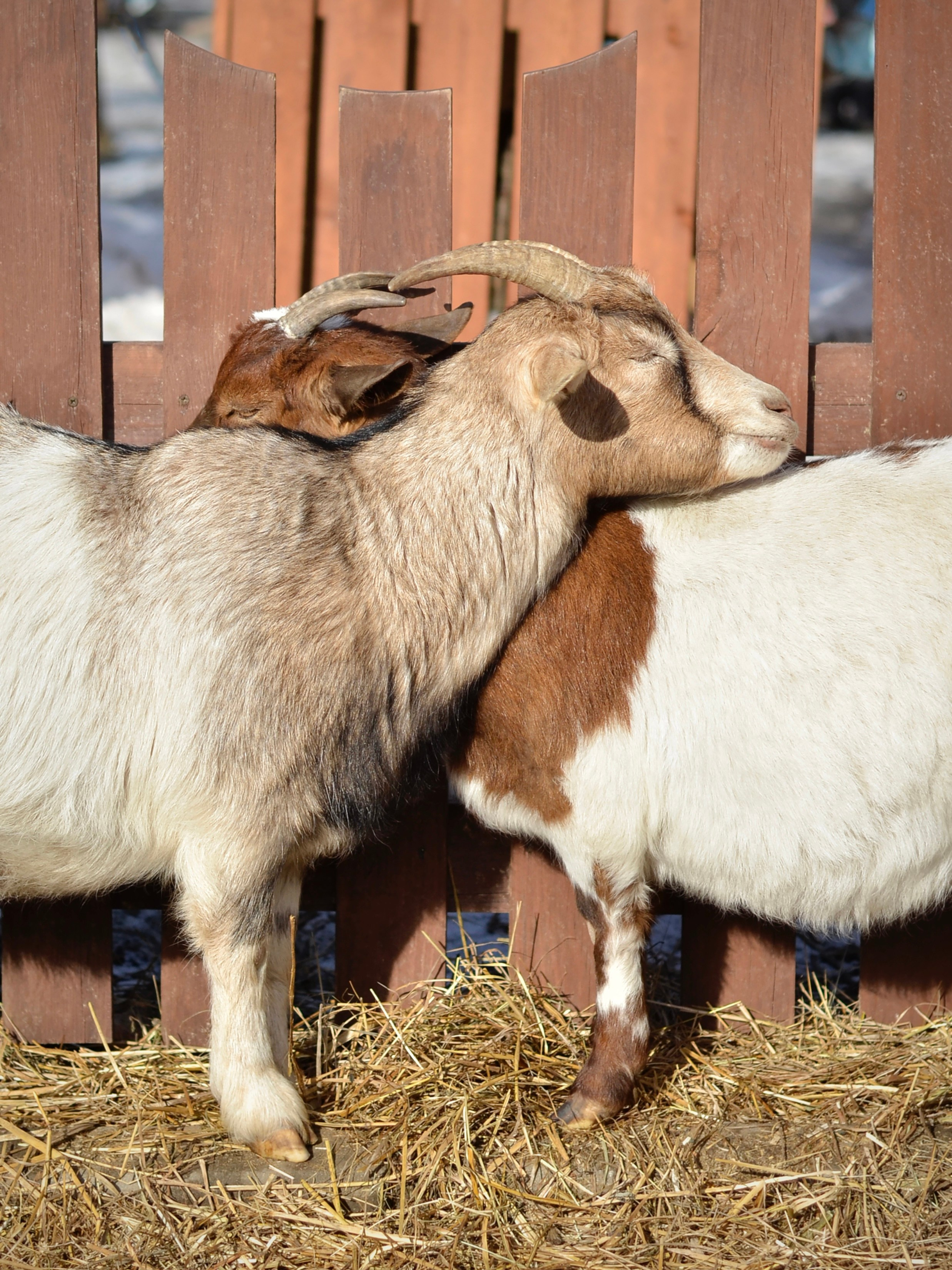 Не собаки и не лошади. Фотограф анималист