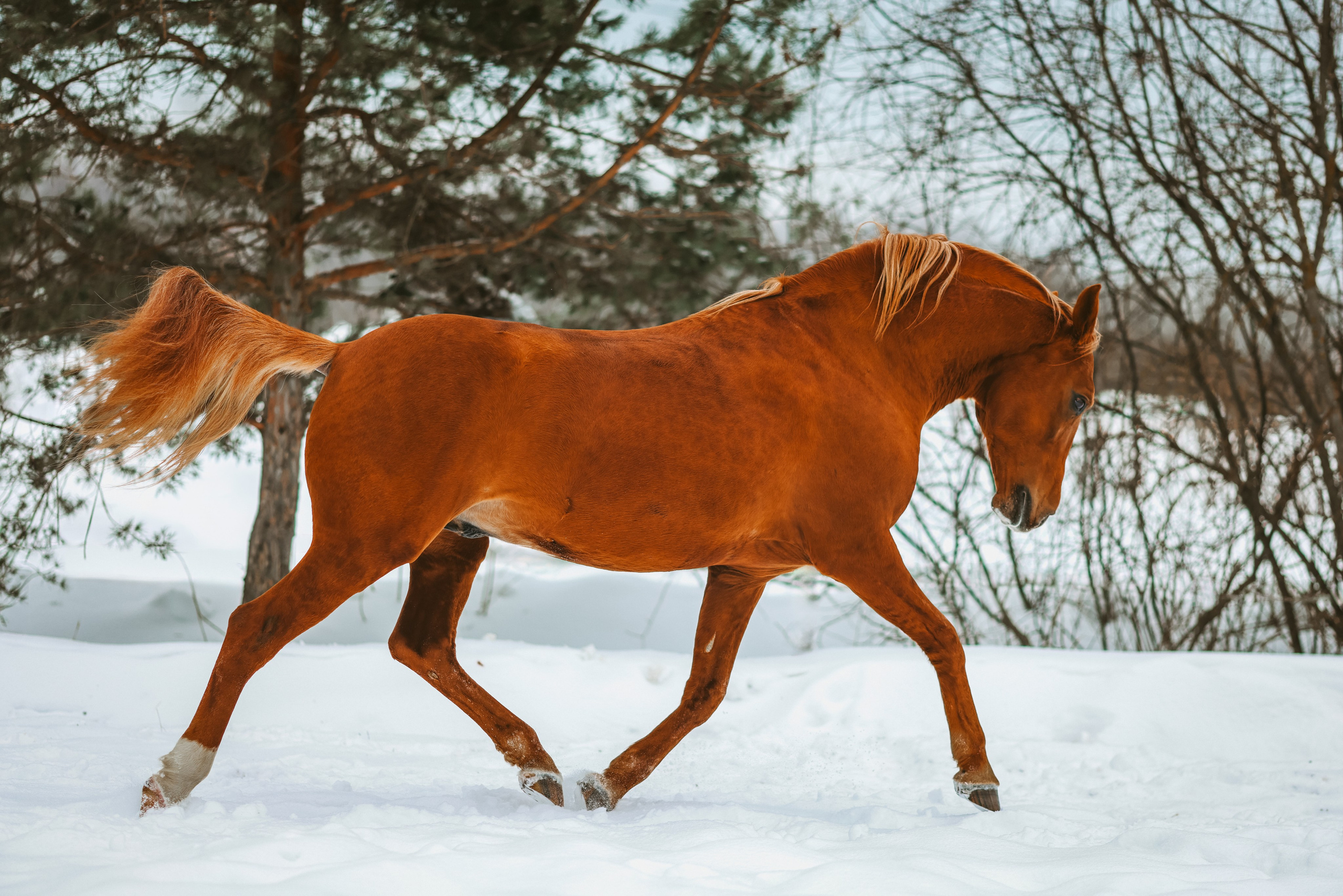 Фотосессии с лошадьми