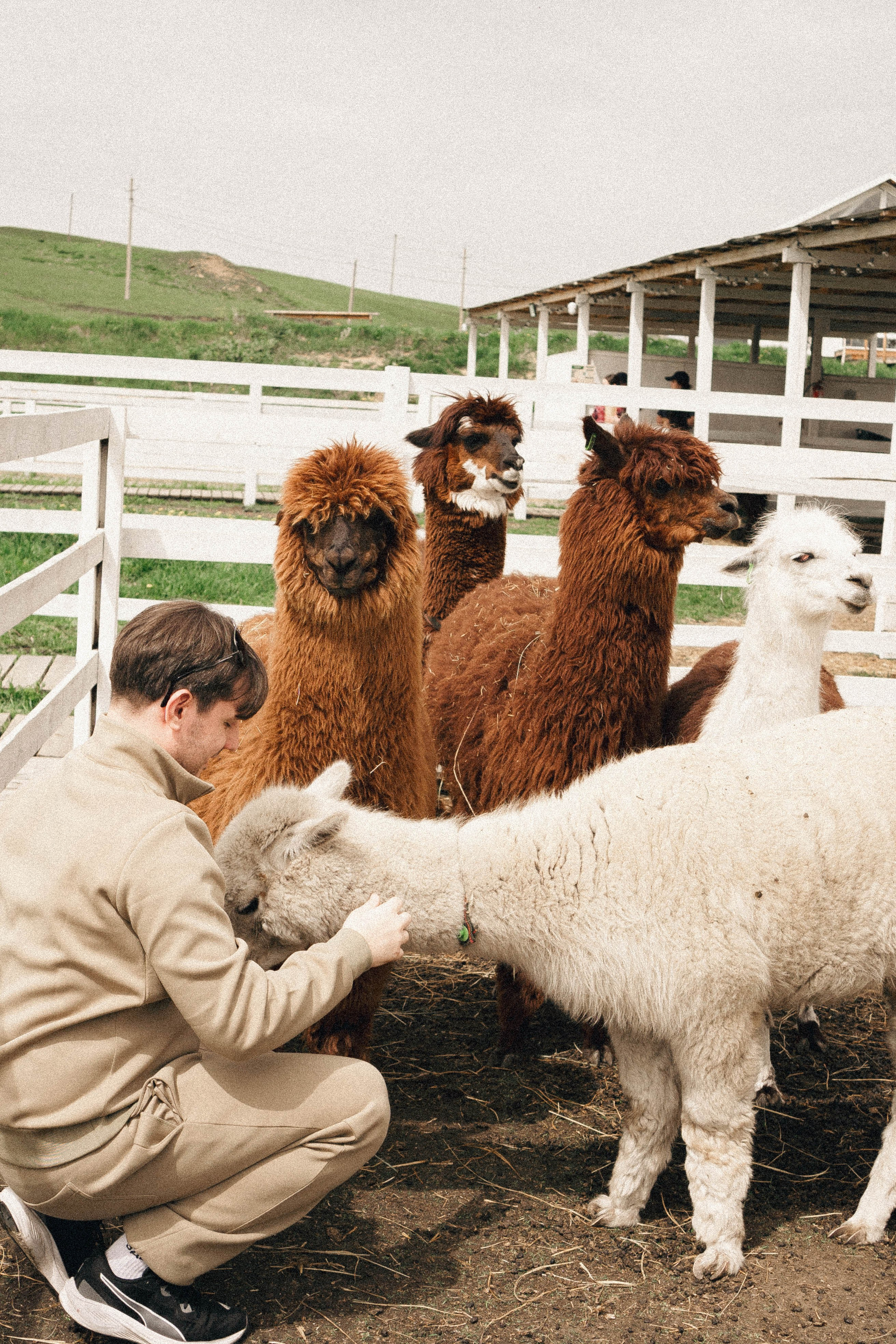 Ферма Альпак. Профессиональный фотограф, Санкт-Петербург — Виктория Богомолова