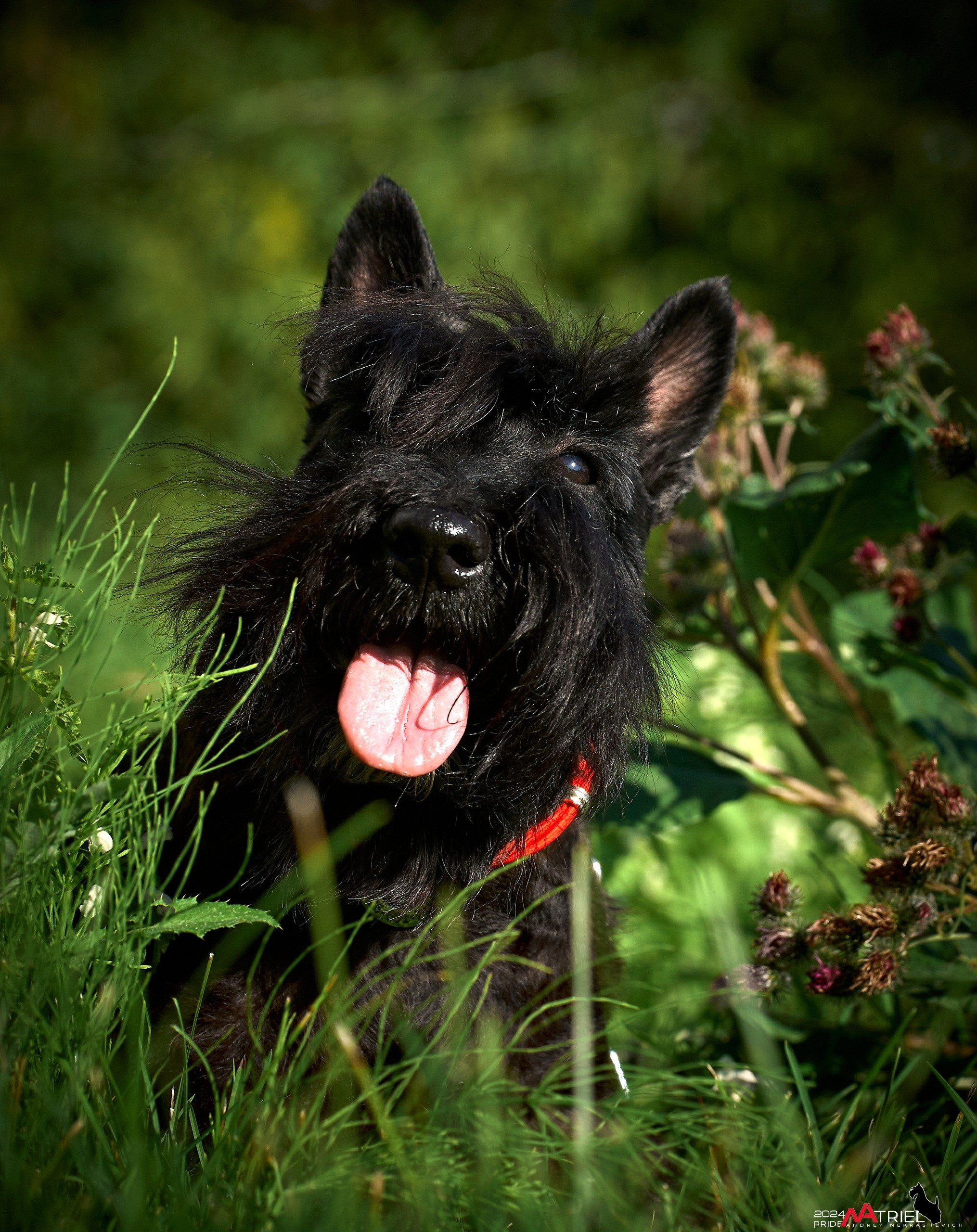 Семейная фотопрогулка с собаками