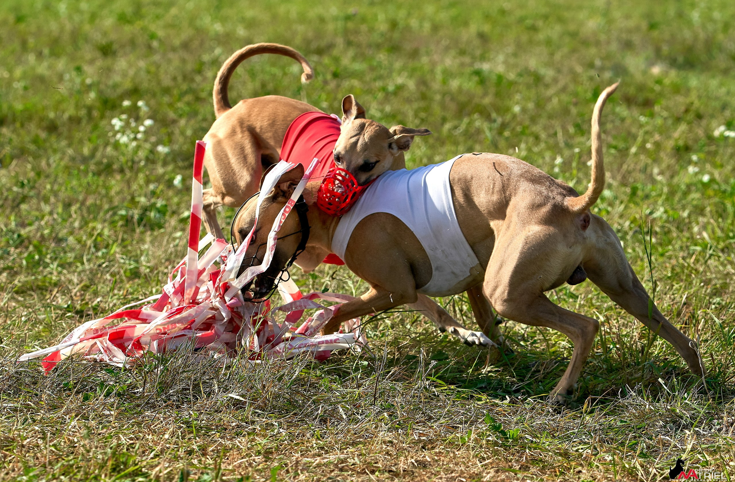 Съемка курсинг — галерея NATRIEL