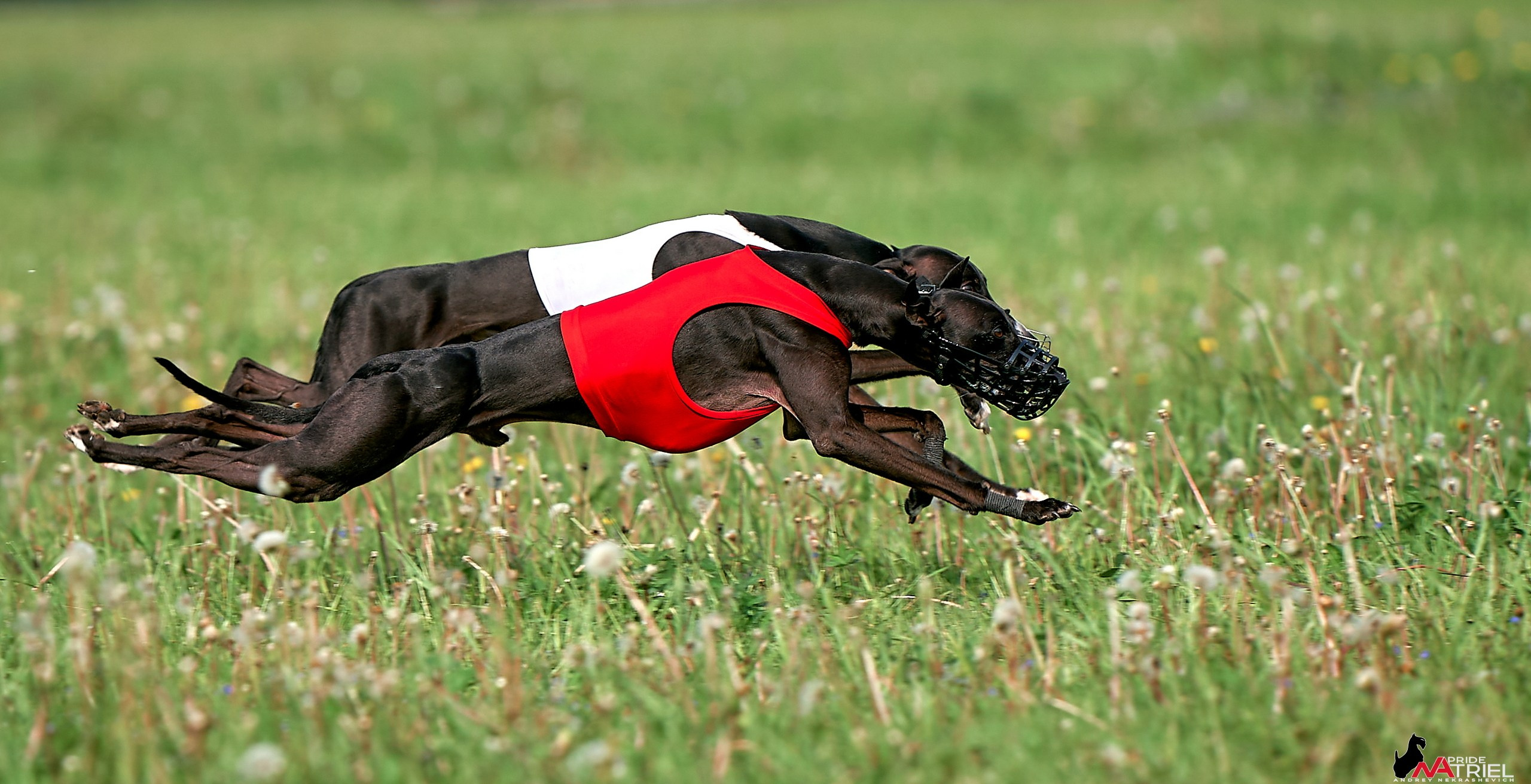 Съемка курсинг — галерея NATRIEL