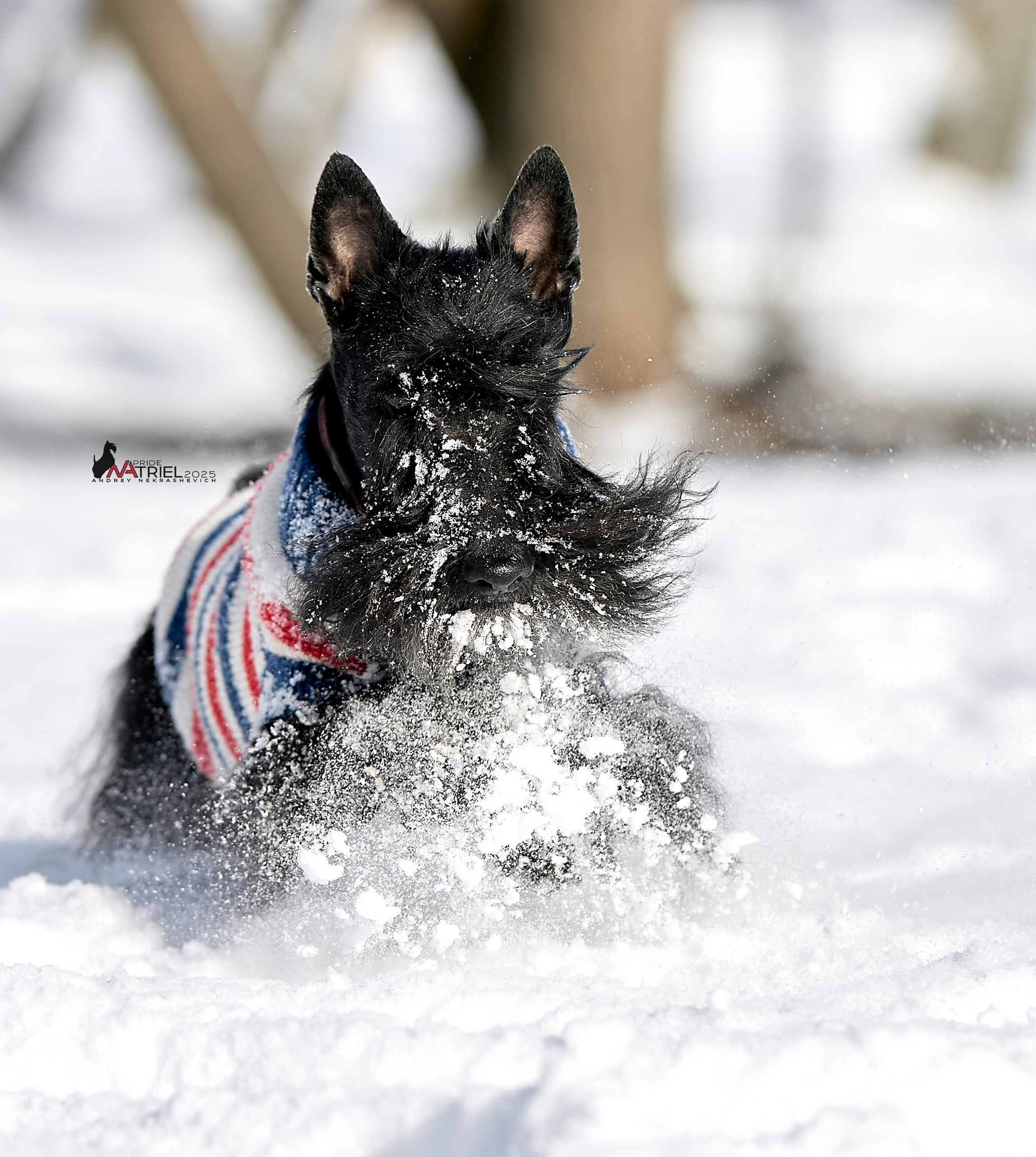 Фотопрогулка с моими собаками на снегу