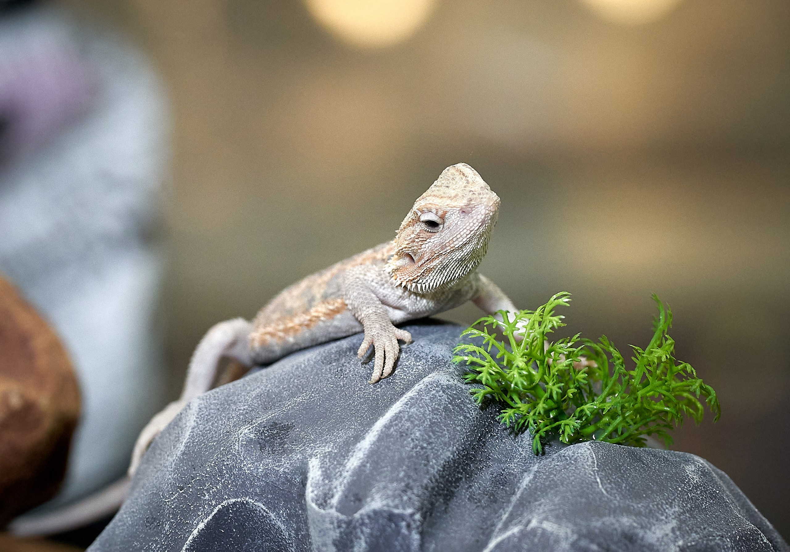 Рептилии — галерея NATRIEL